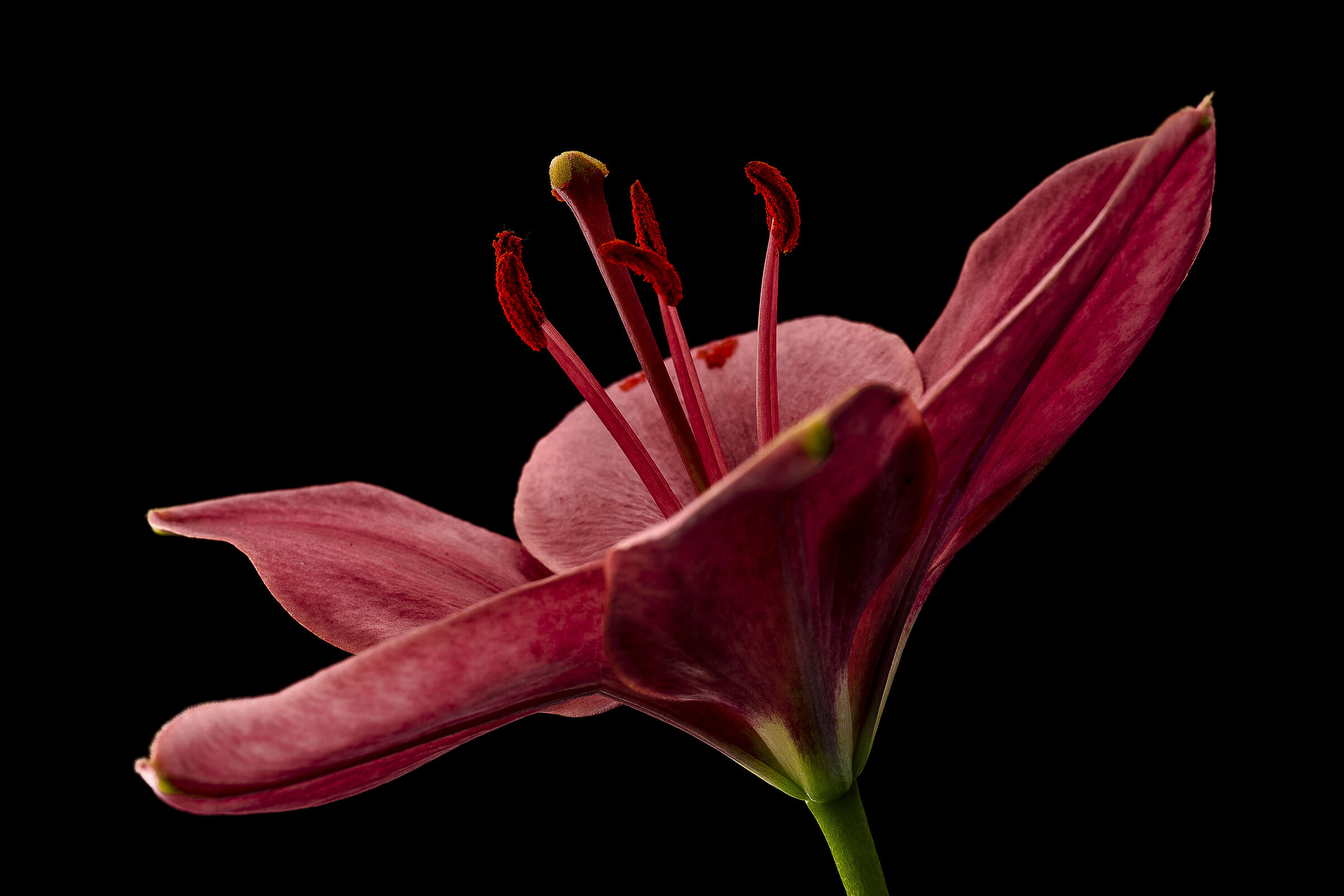Lilium