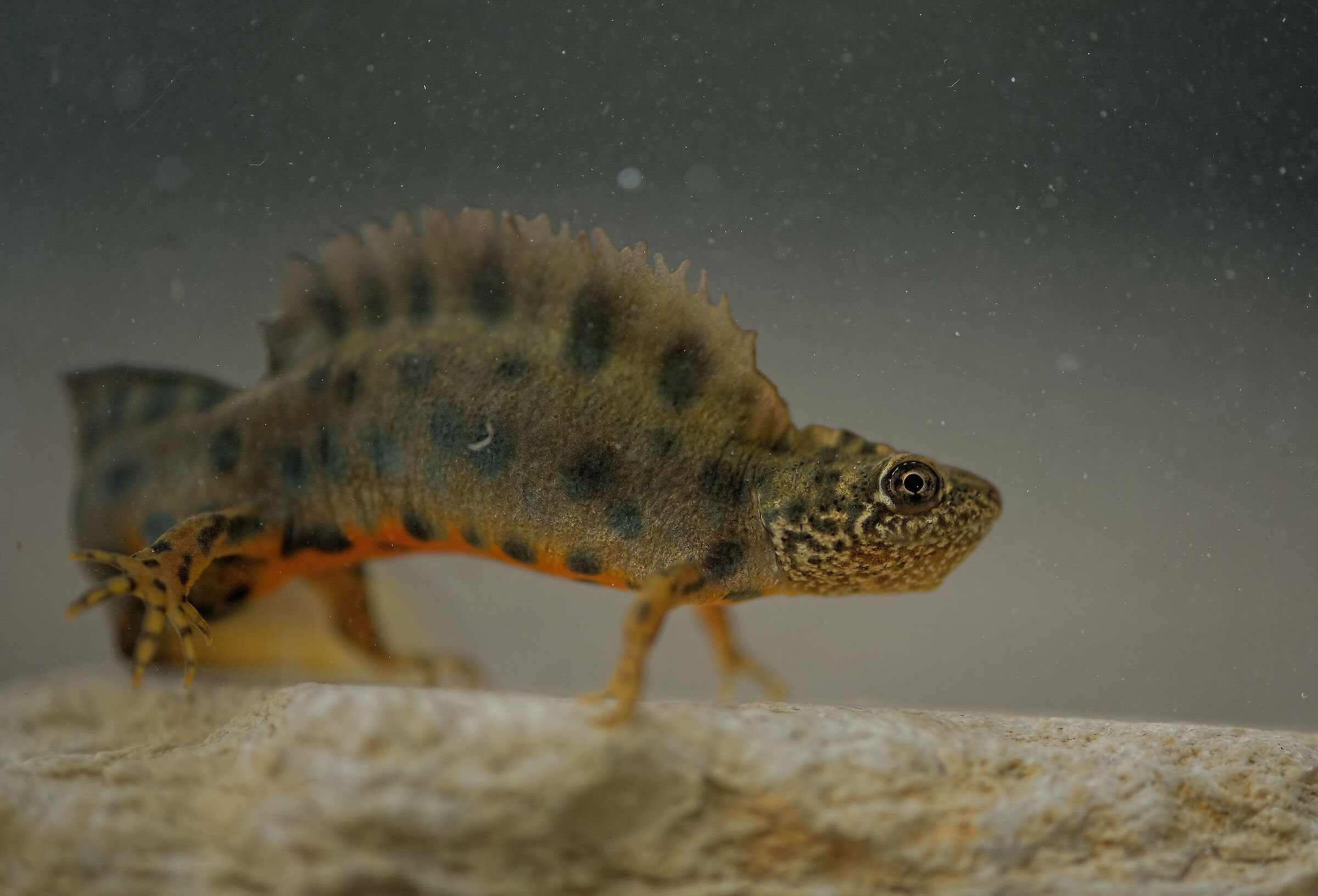 Tritone crestato maschio