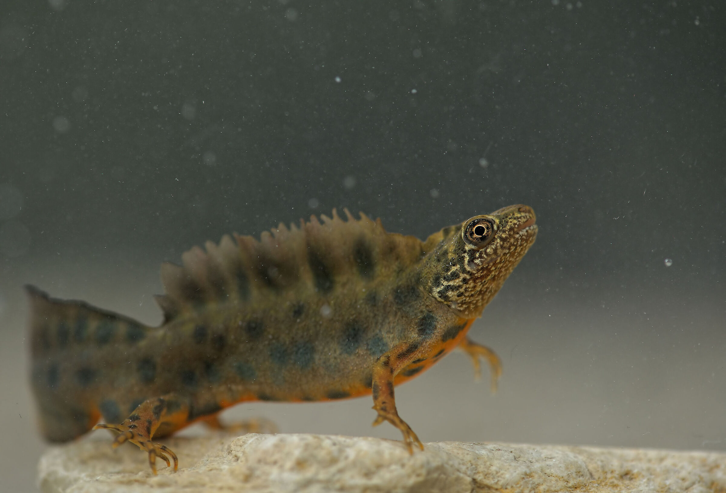 Tritone crestato maschio