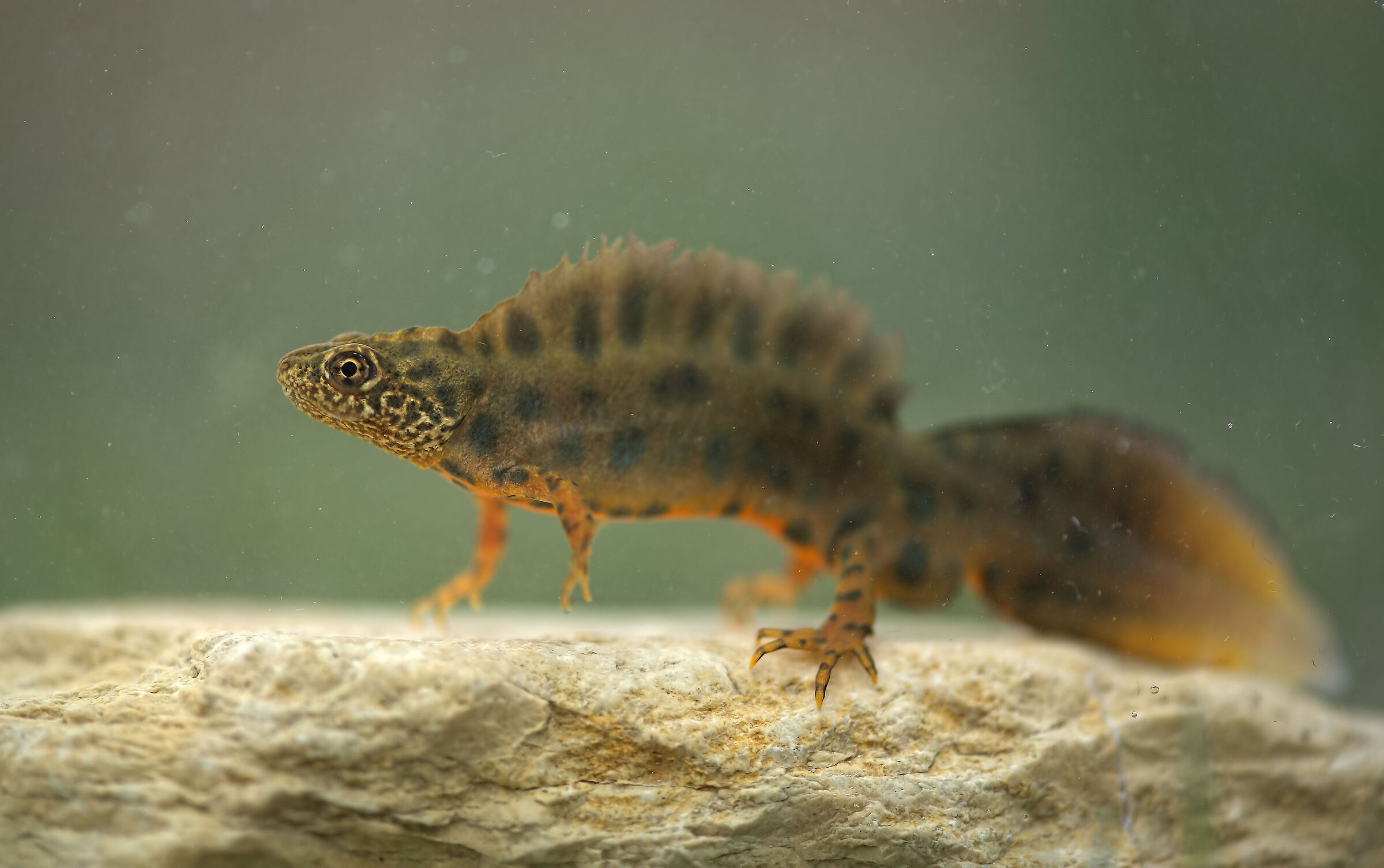 Tritone crestato maschio