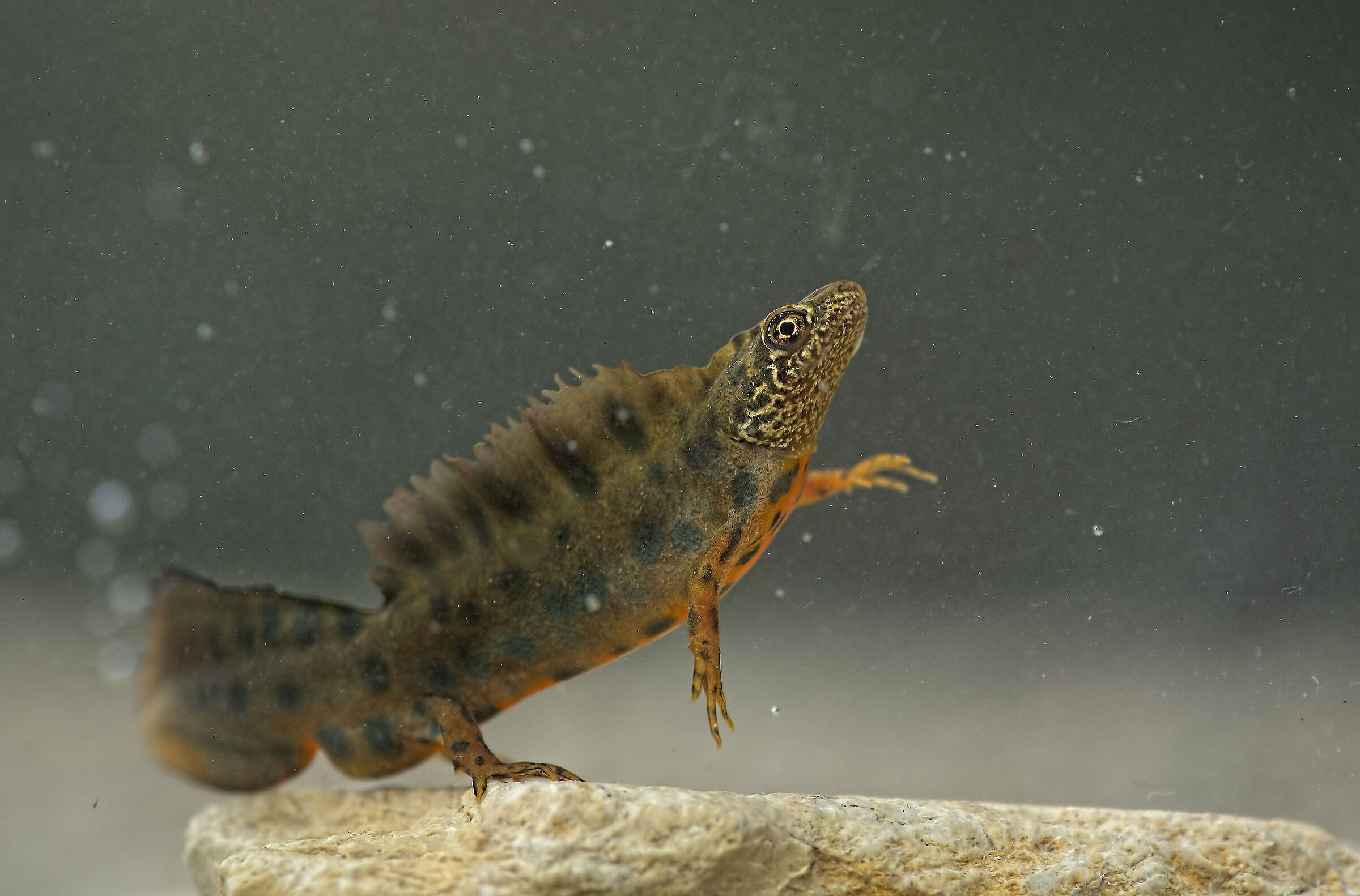 Tritone crestato Maschio