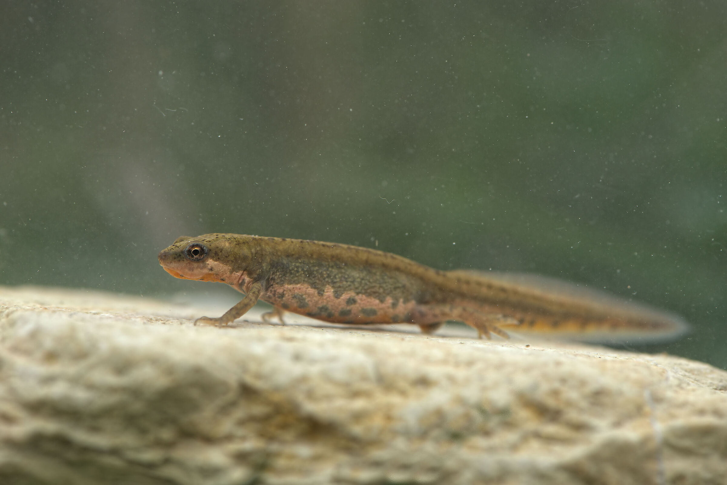 Tritone italiano femmina