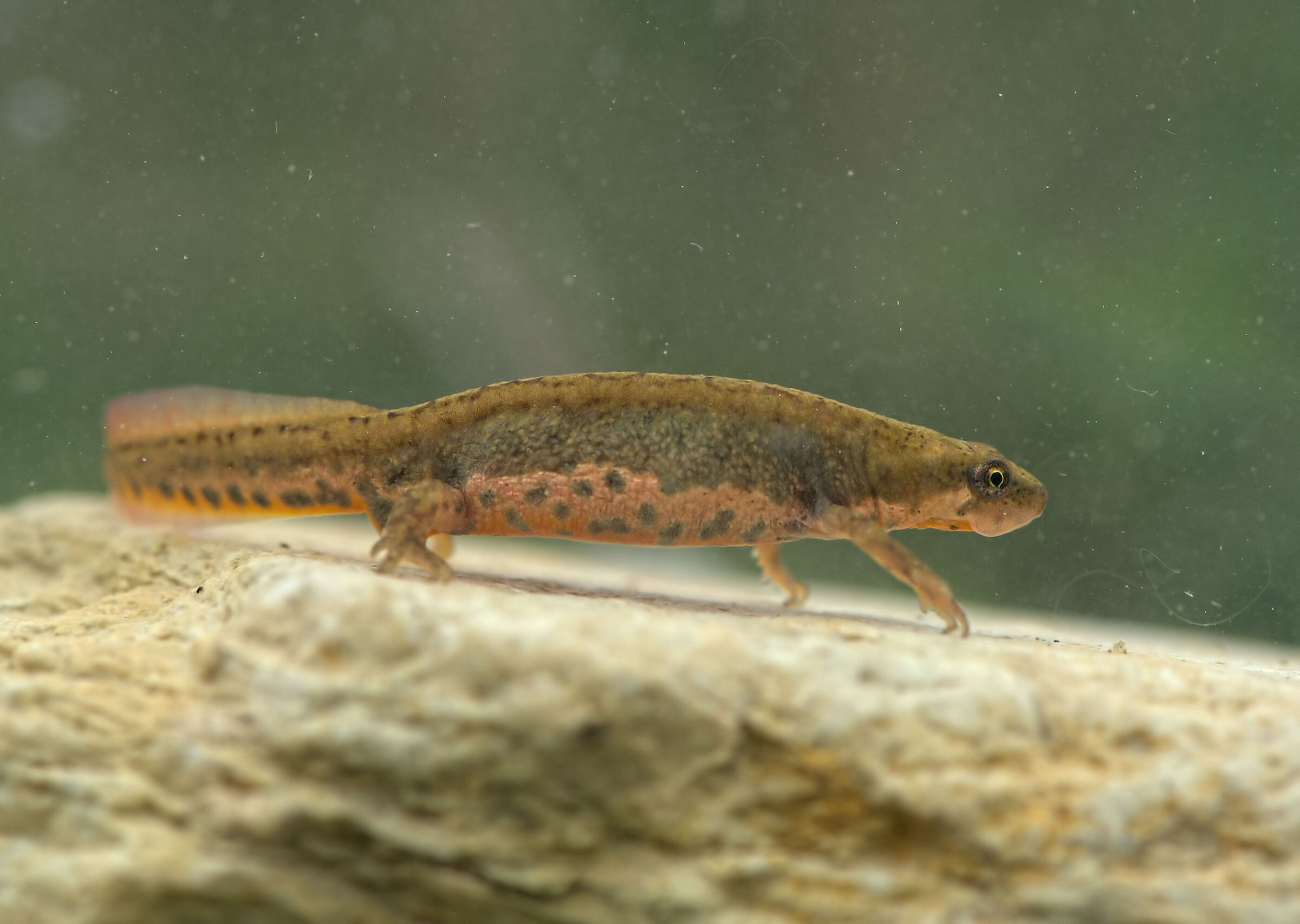 Tritone italiano femmina