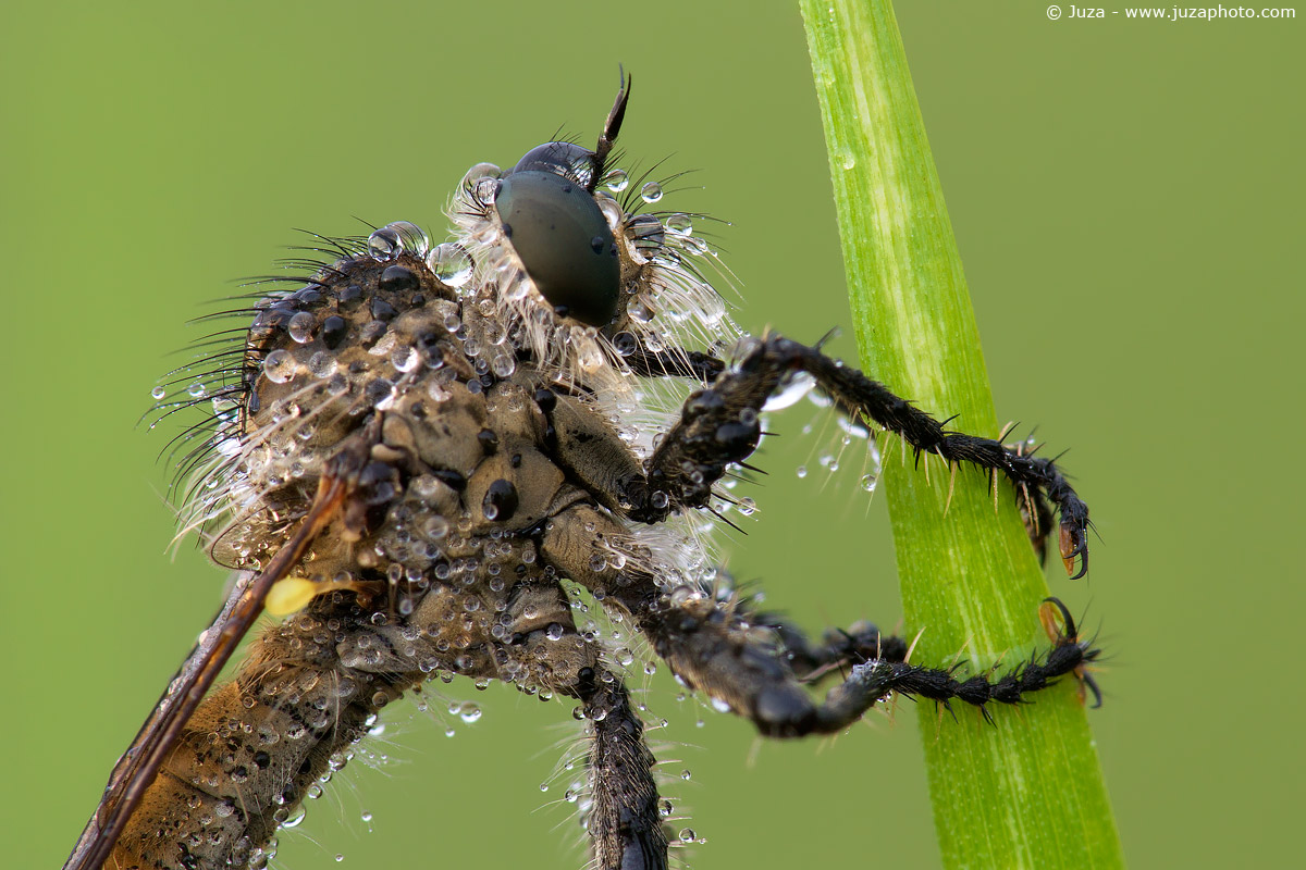 Machimus notatus, 012139