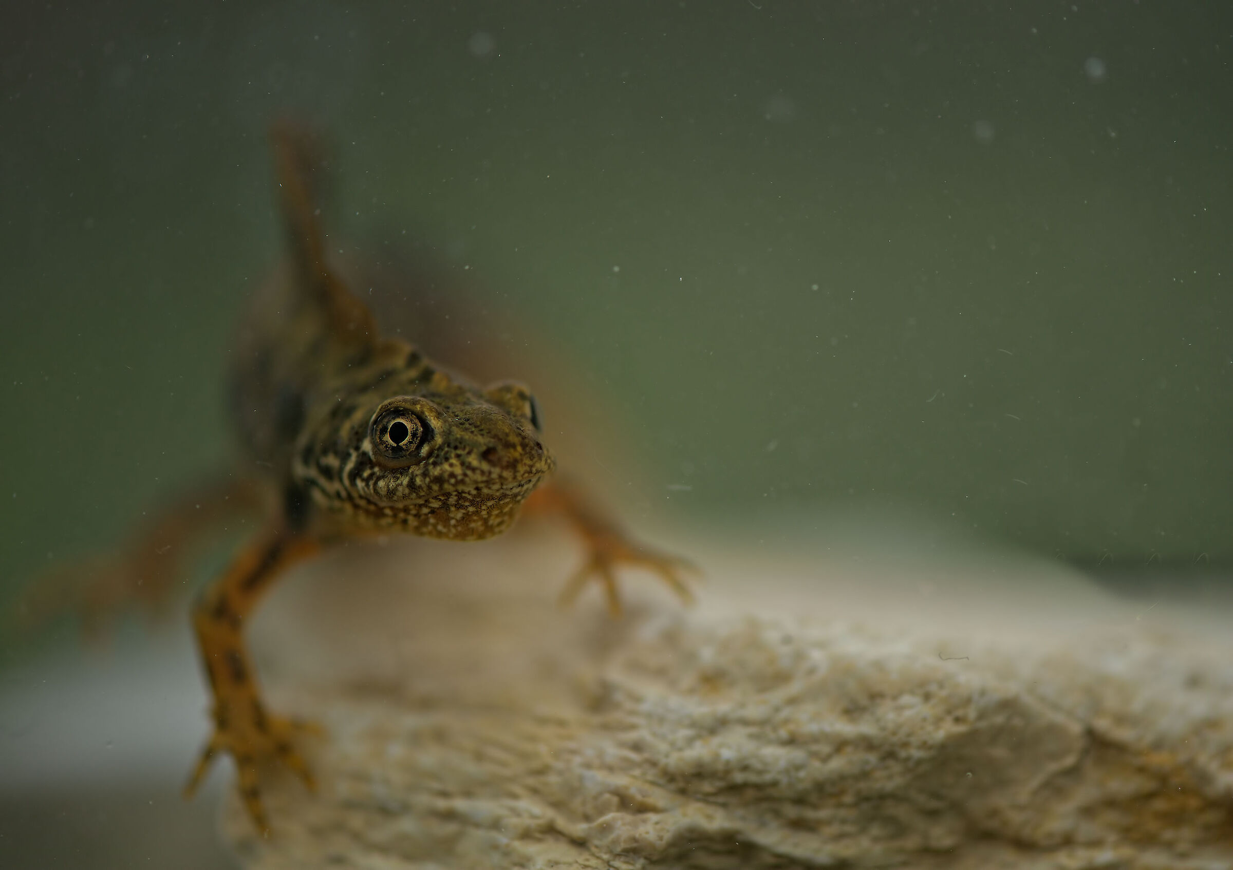 Tritone crestato maschio