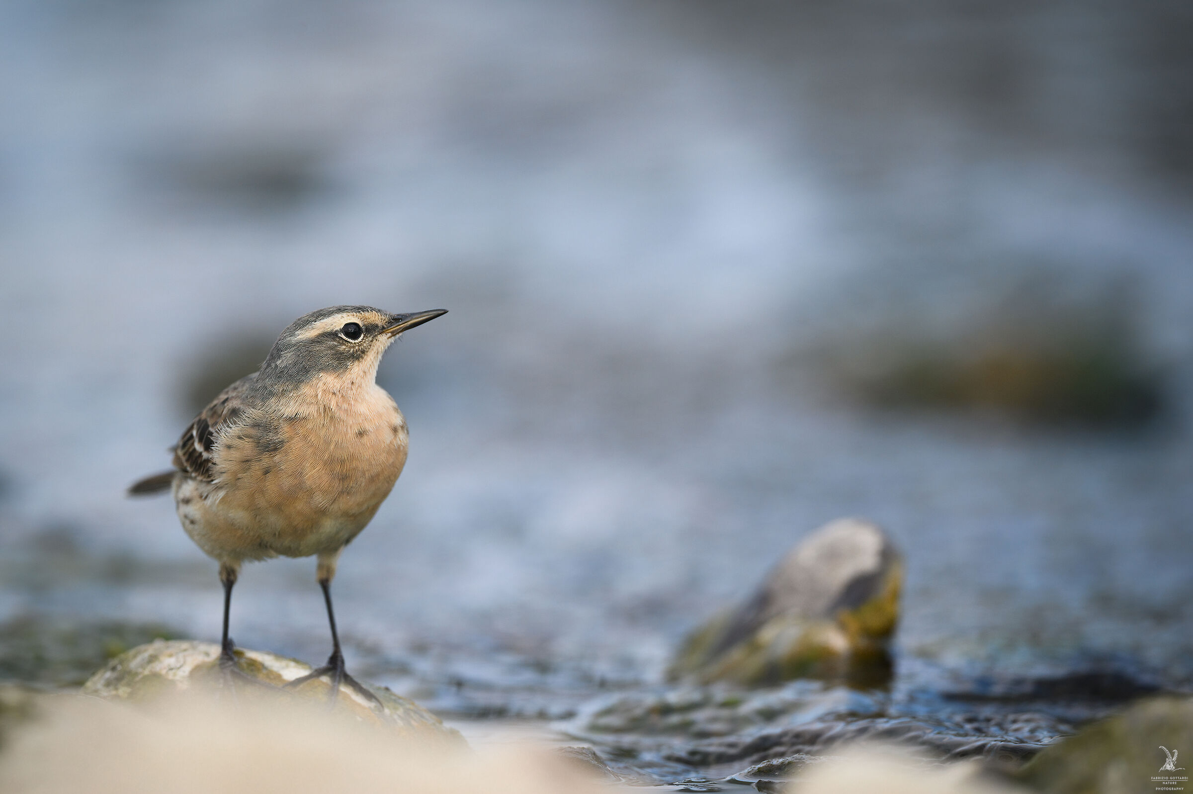 water pipit
