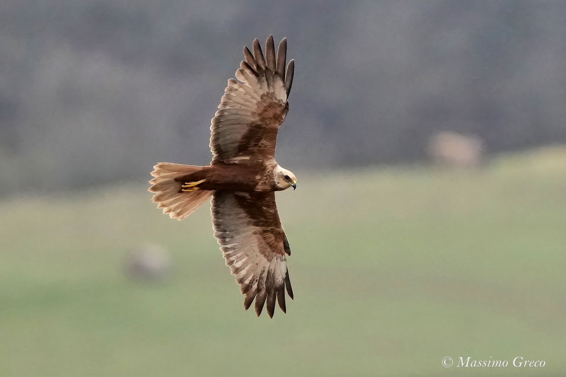 Marsh Falcon (Circus aeruginosus)