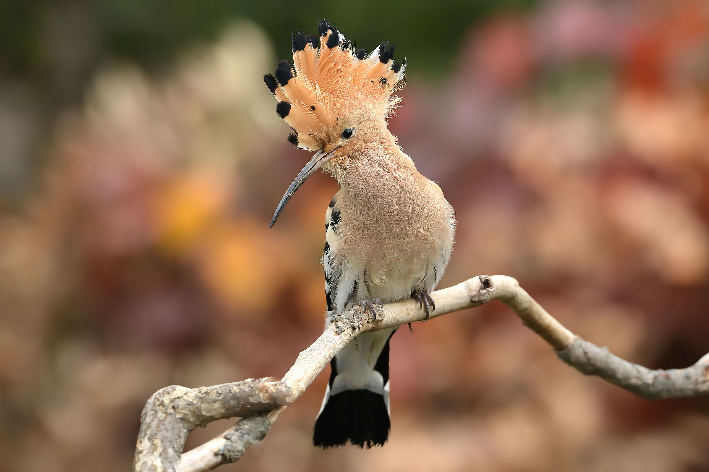 hoopoe