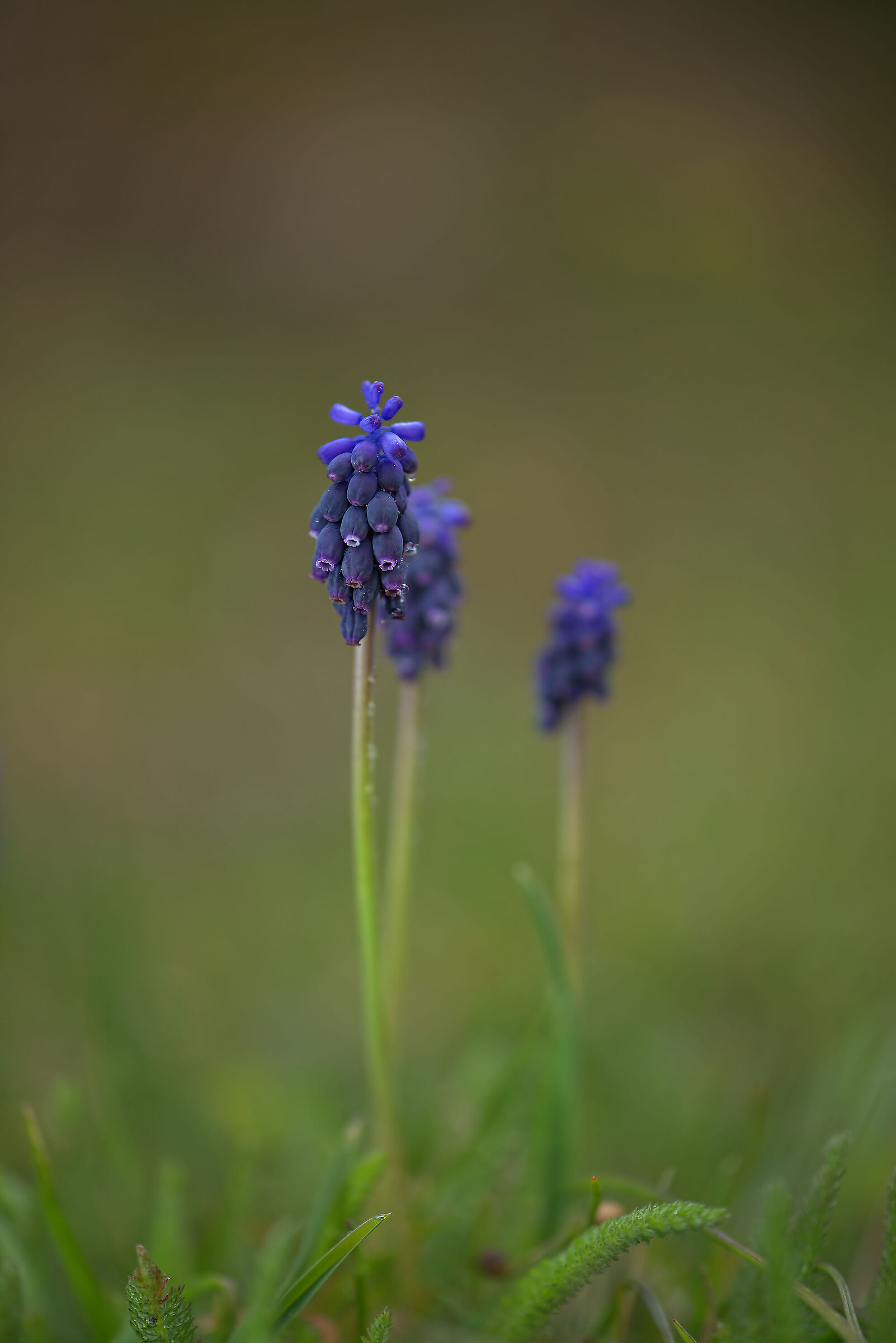 Muscari