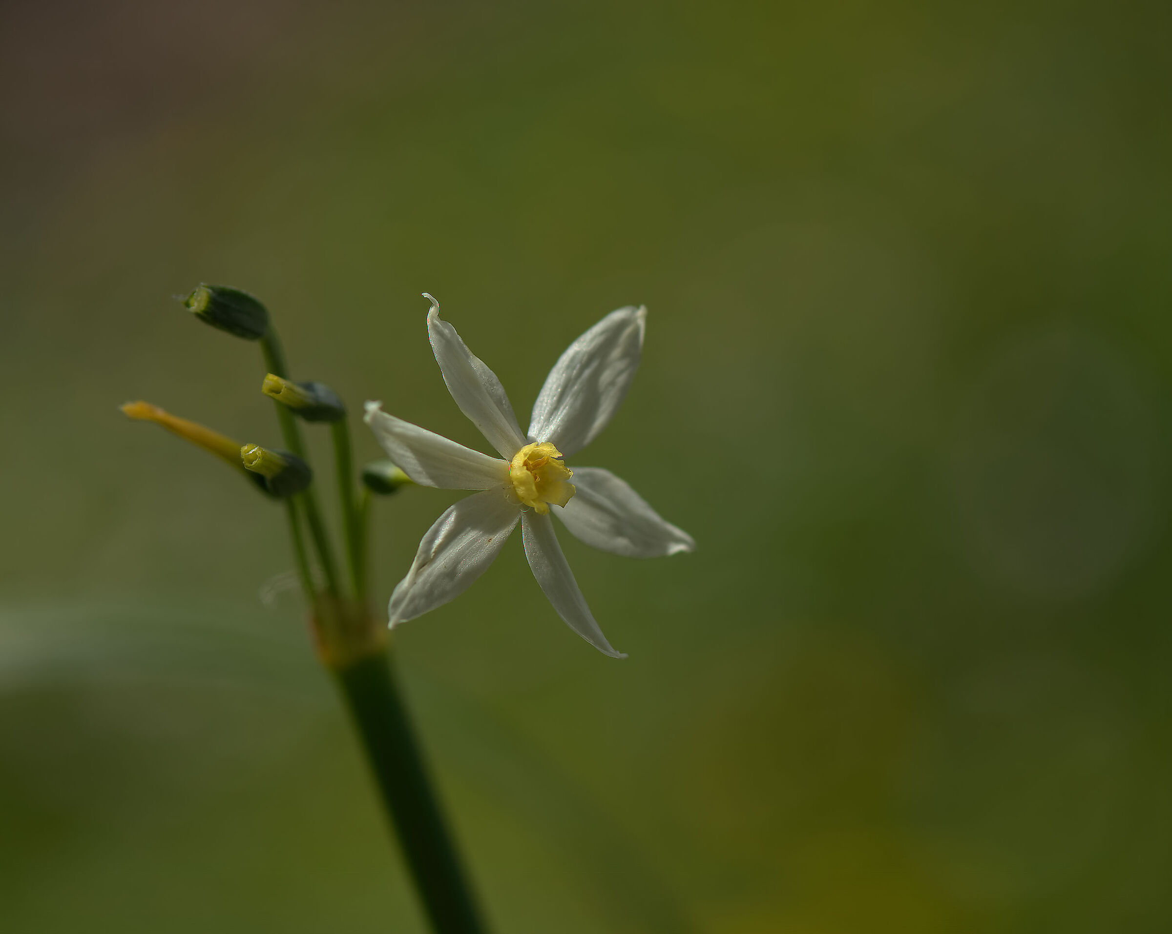 Wild narcissus