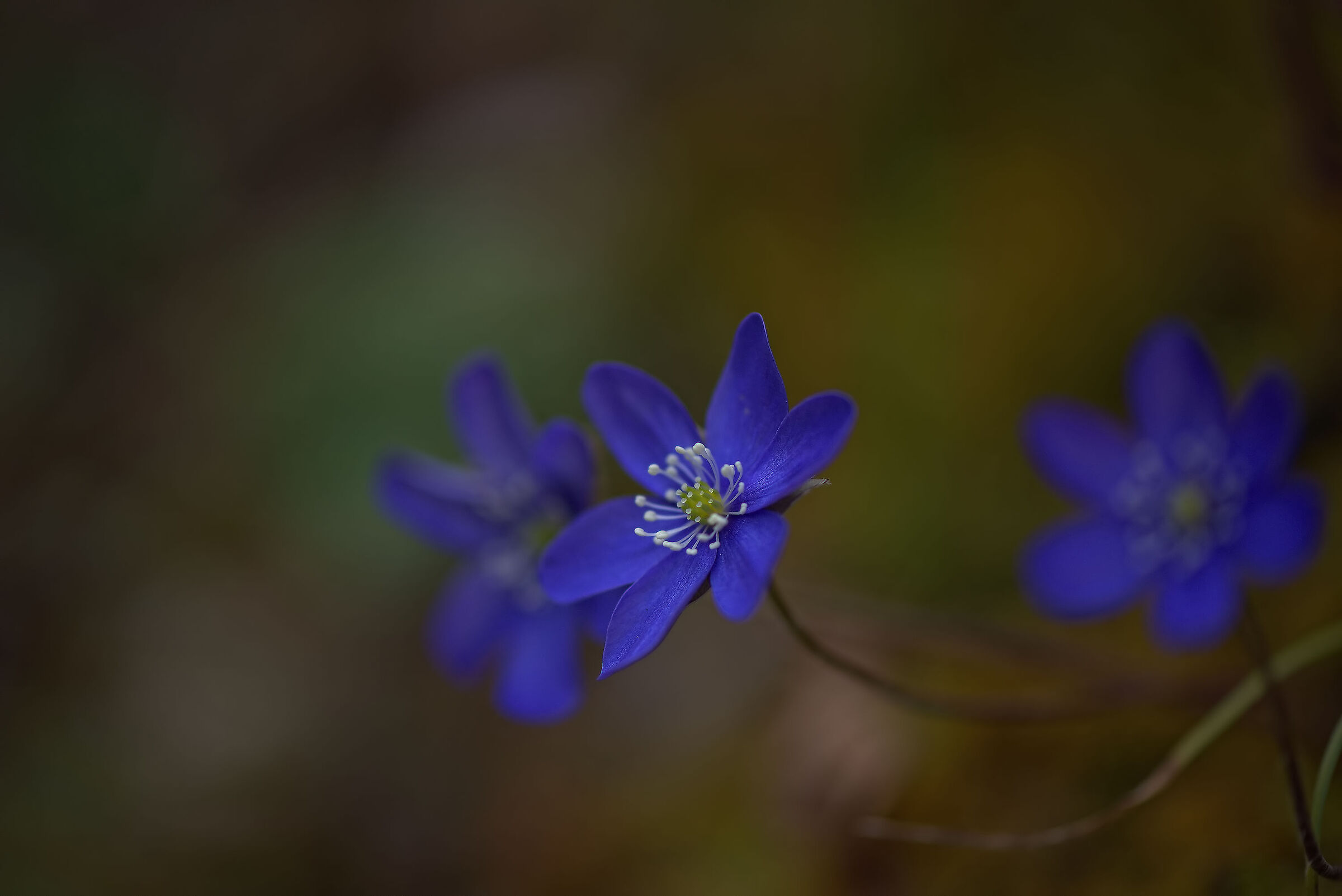Hepatics