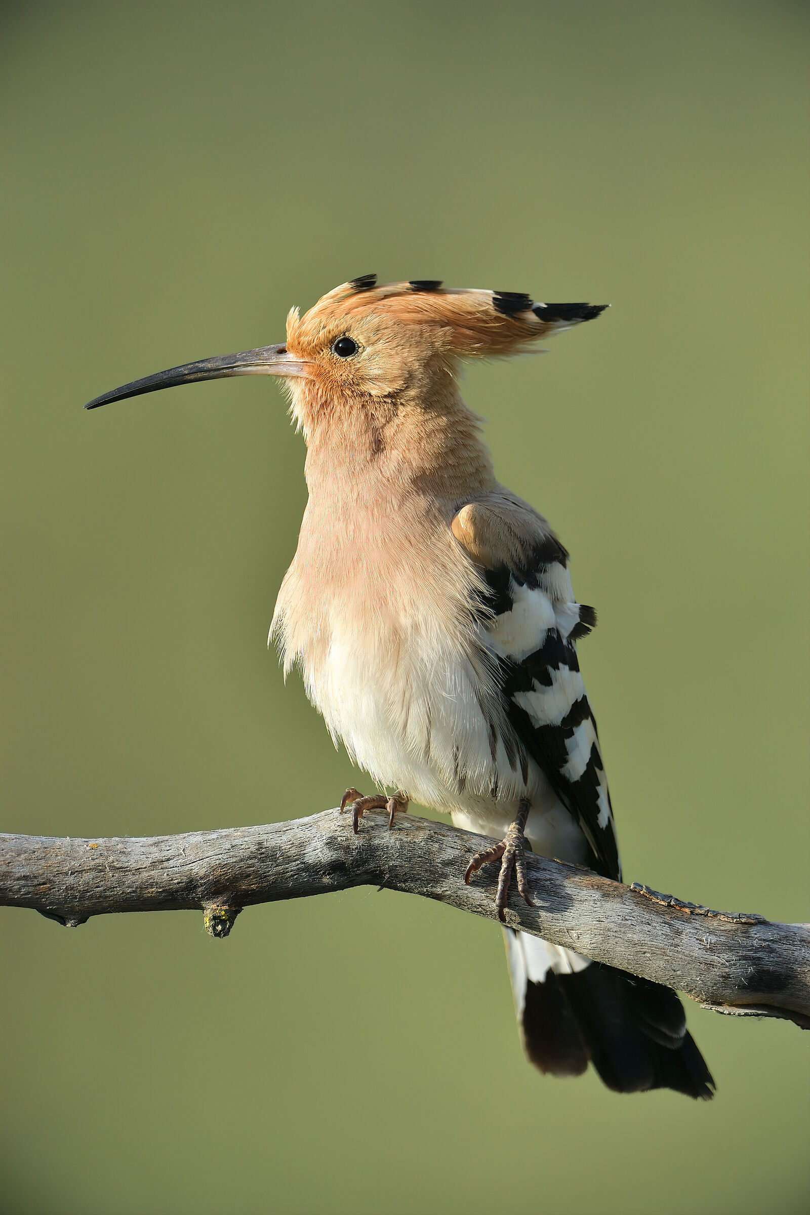 hoopoe