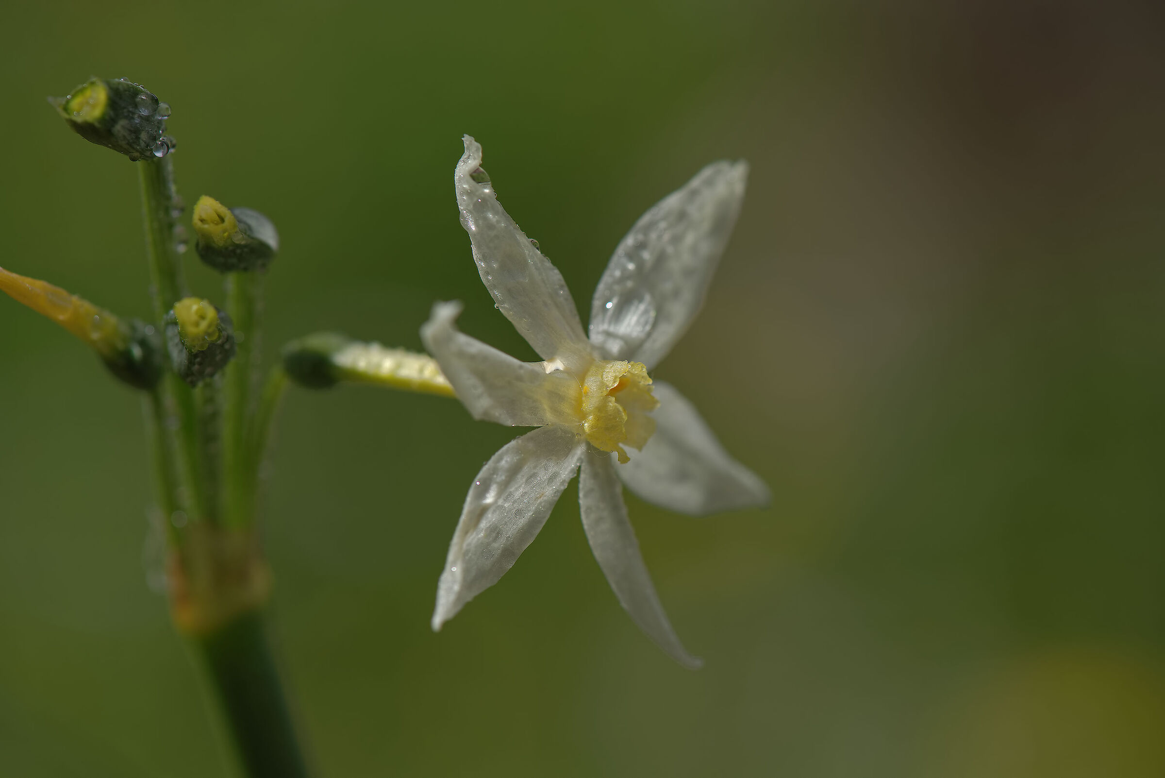 Wild narcissus
