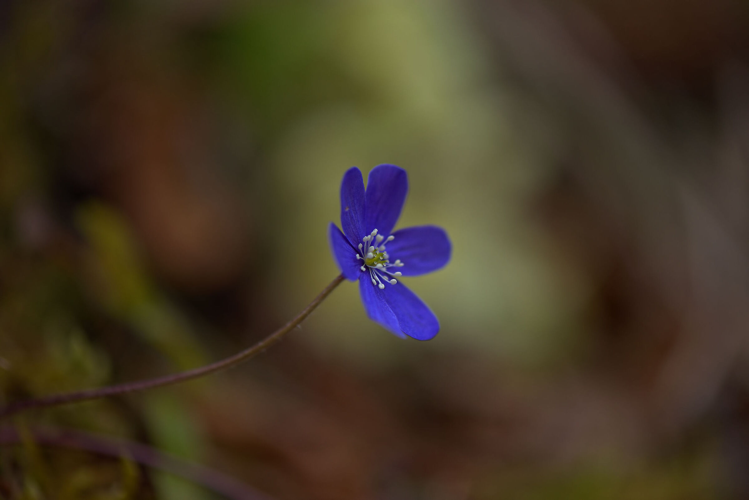 Hepatics