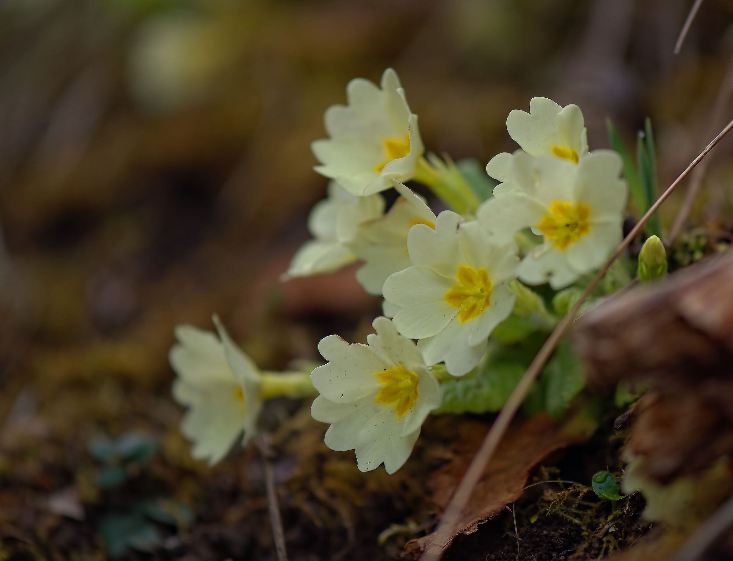 Primula