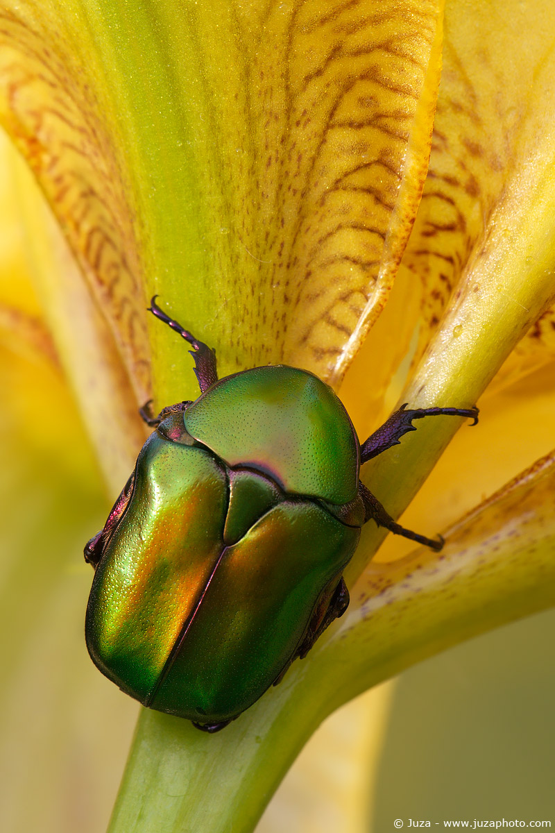 Protaetia cuprea, 012140