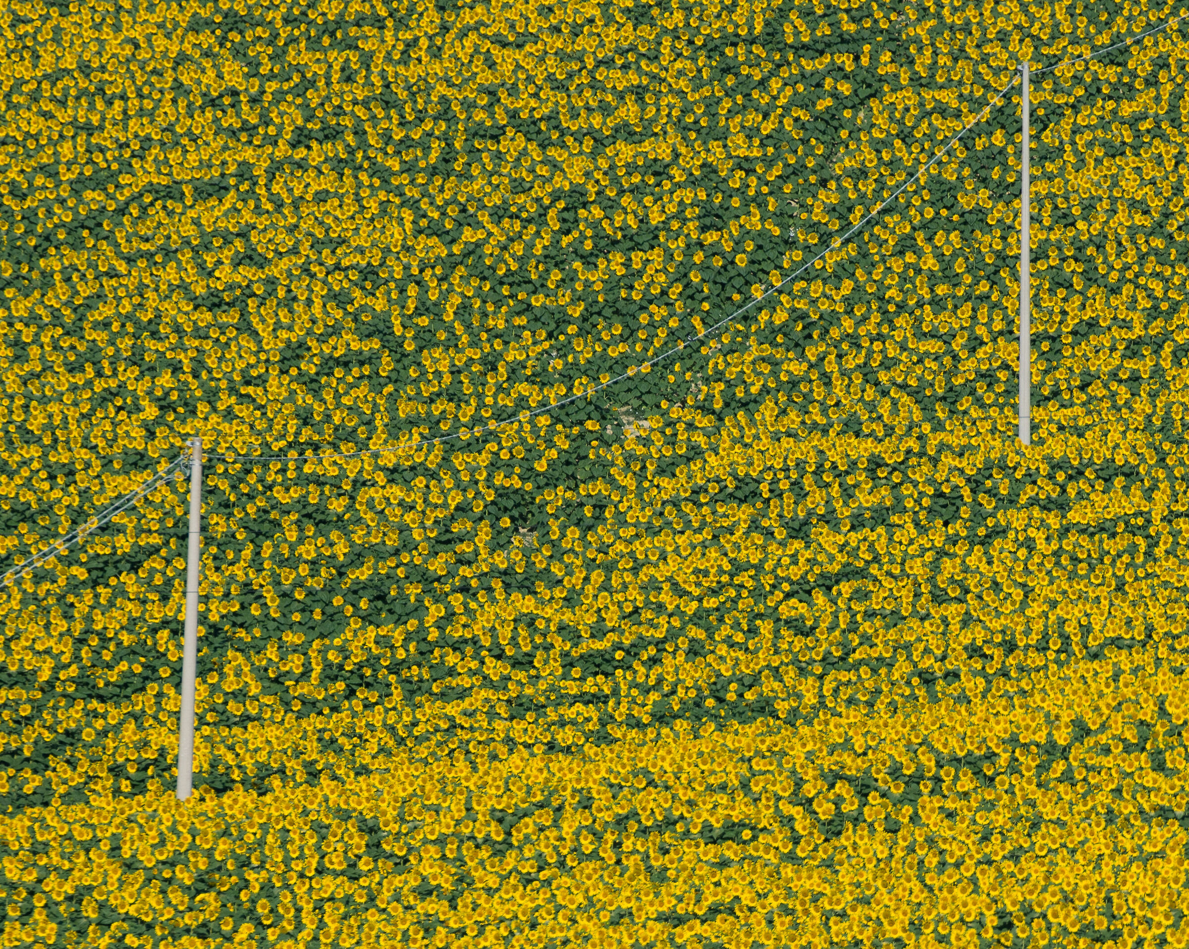 Girasoli, dall'autostrada