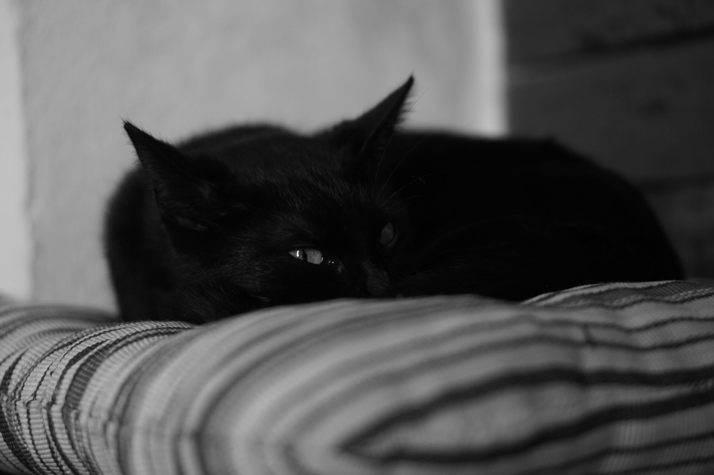 Lady