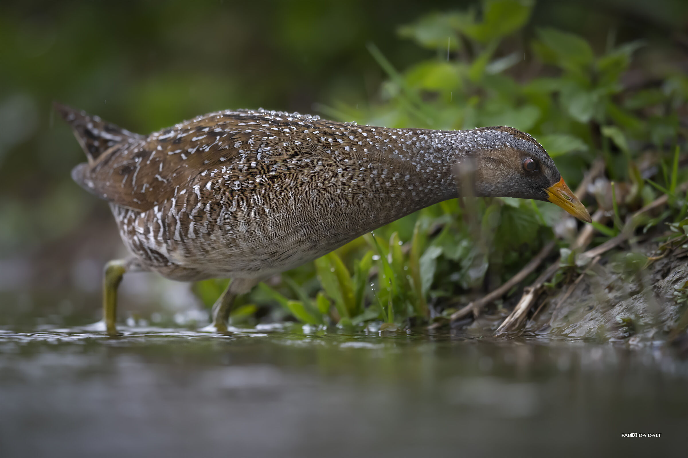 spotted crake