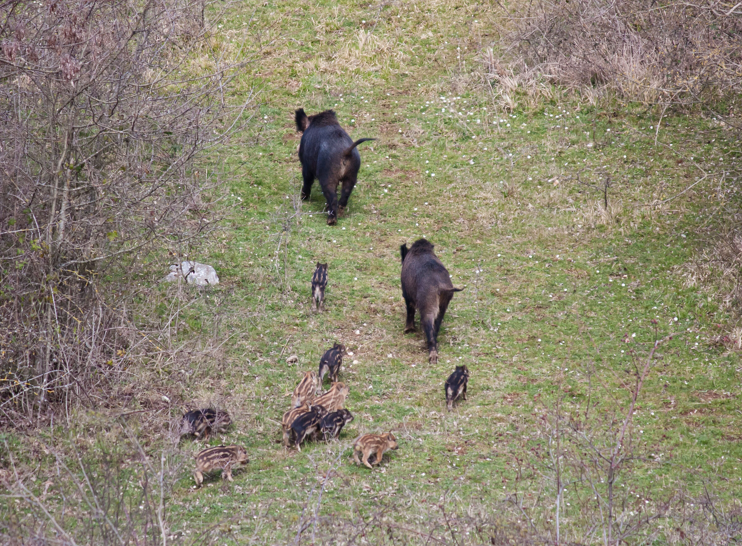 the full Sus Scrofa family