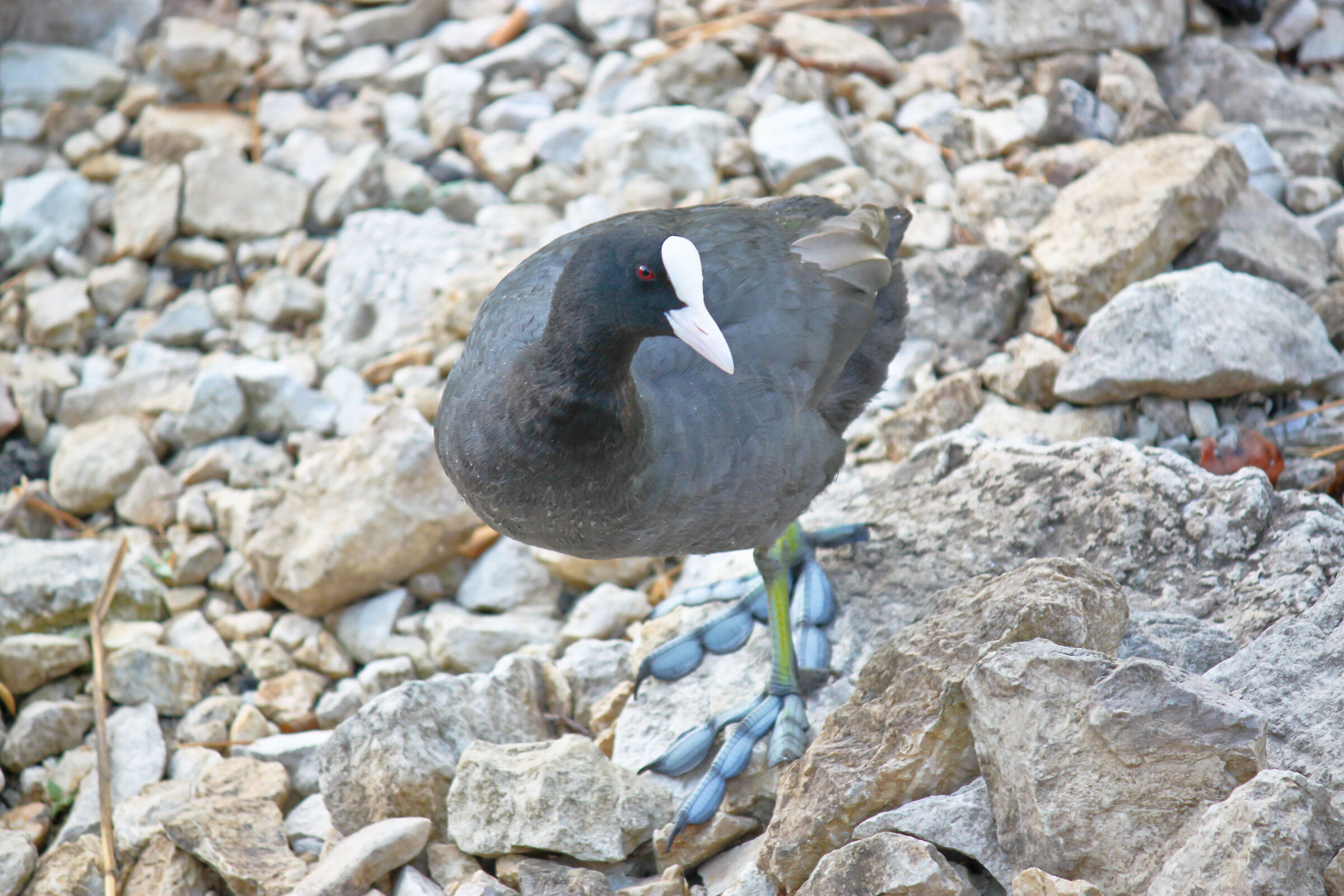 Coot posing