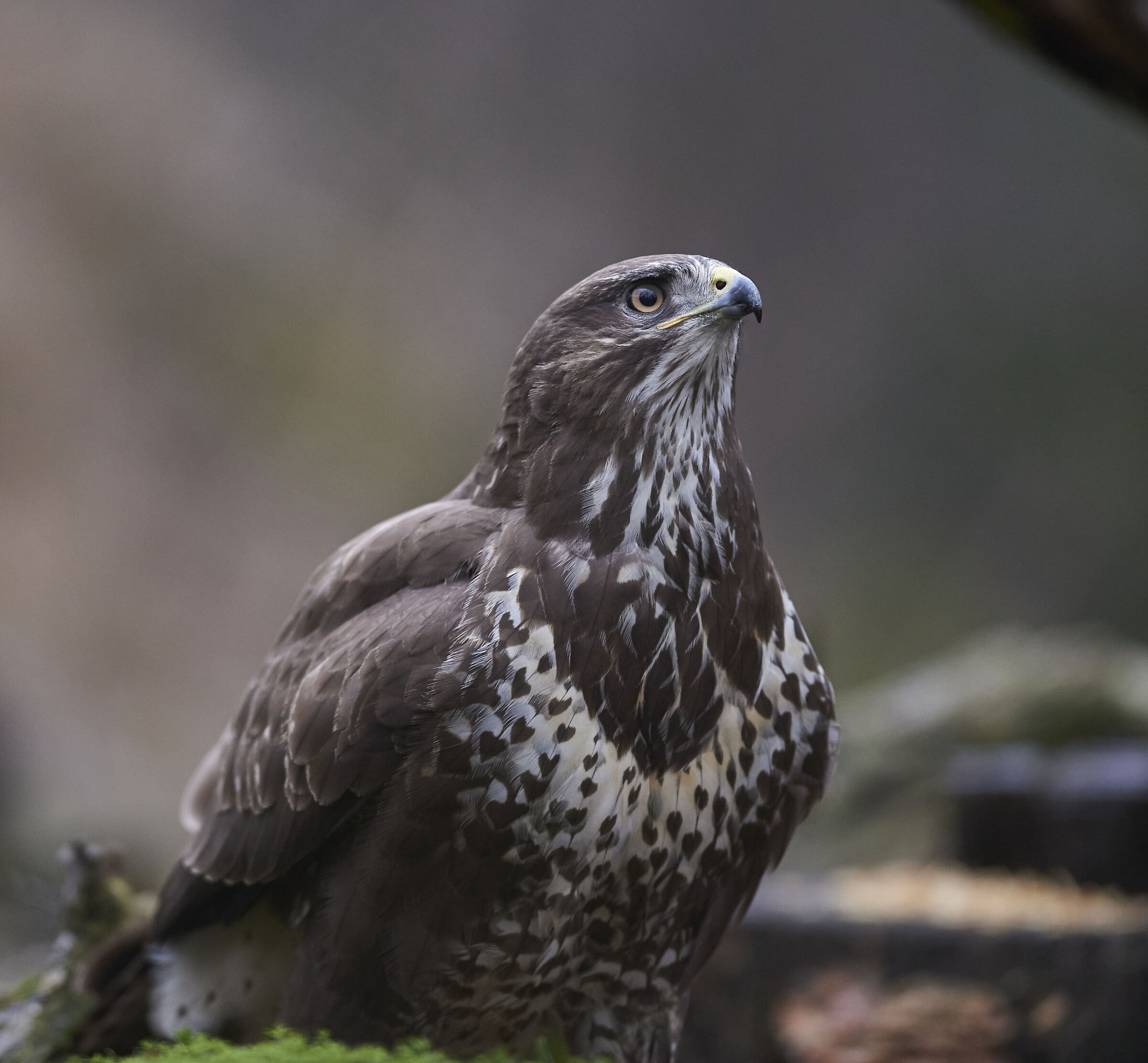 European common Buzzard (Buteo buteo)