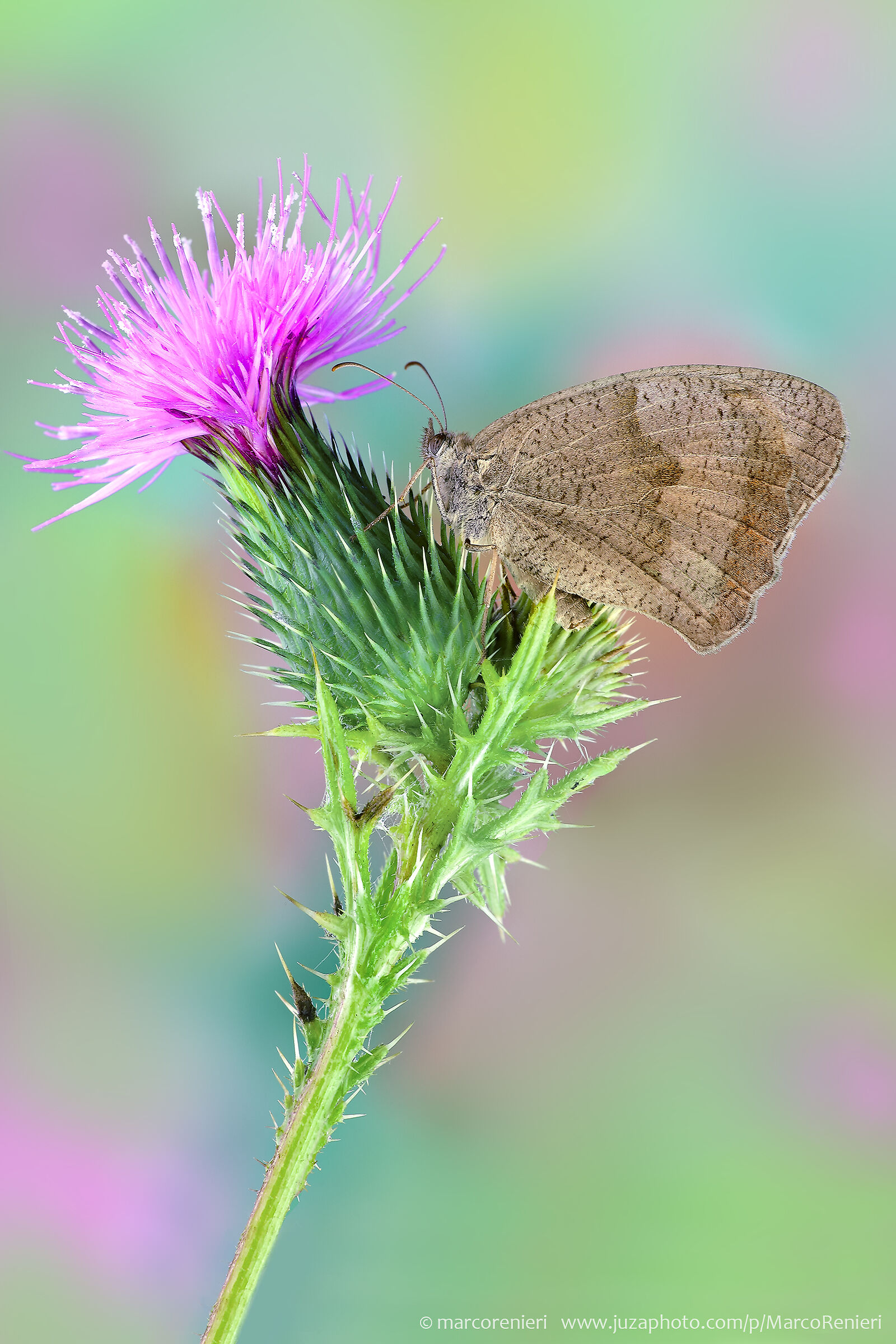 butterfly on thistle