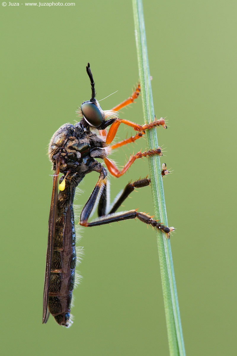 Machimus notatus, 012,146