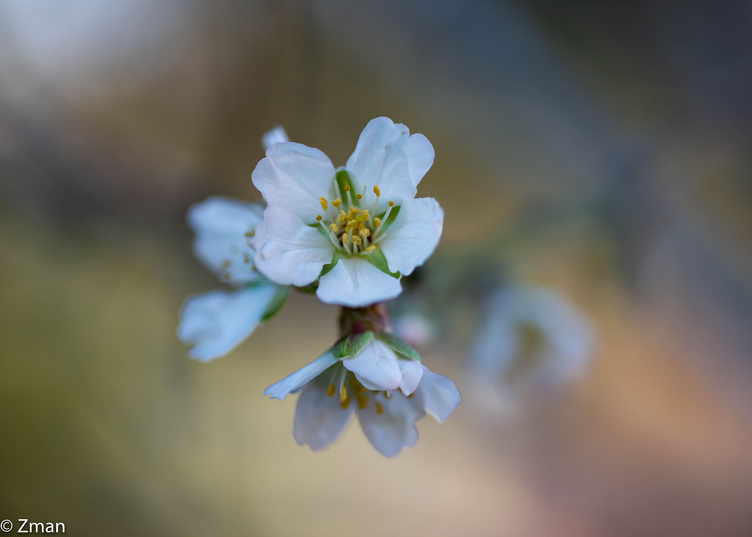 Almond Bloom