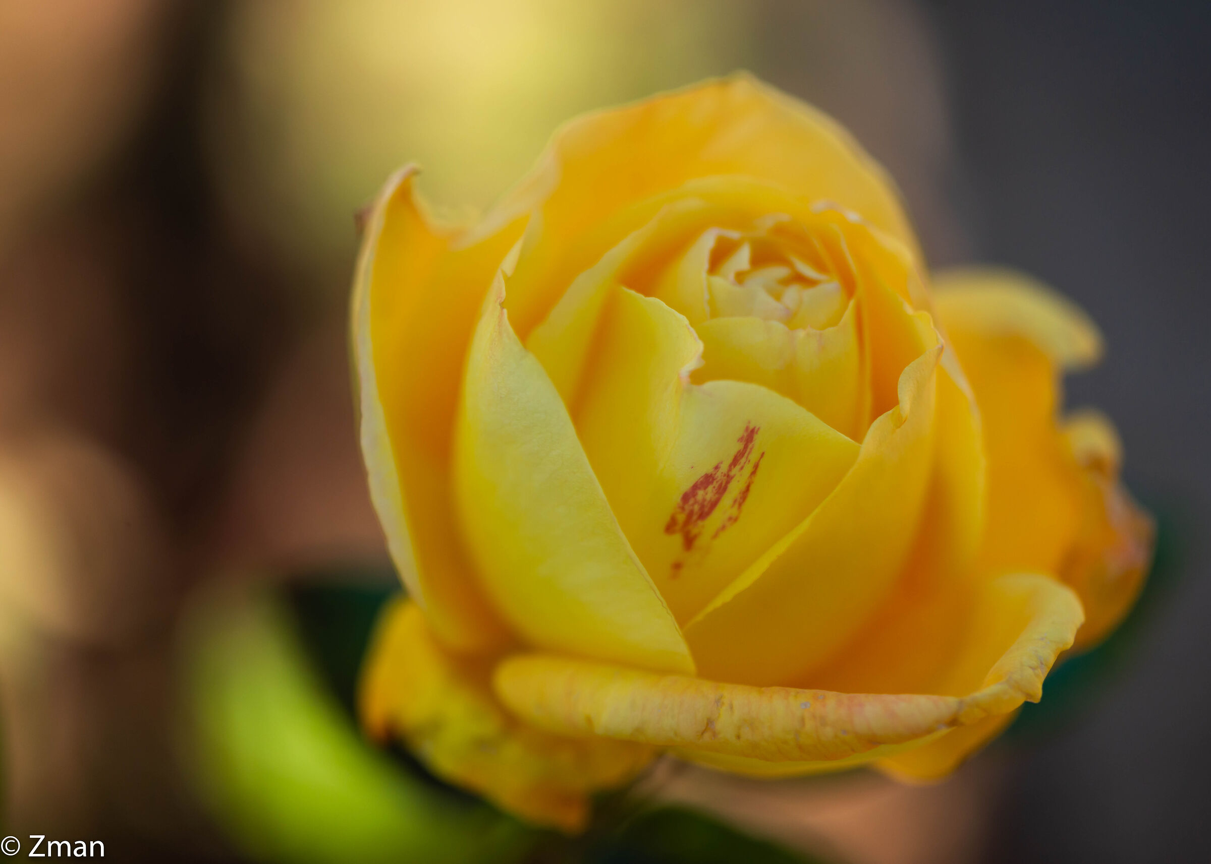 Yellow Rose