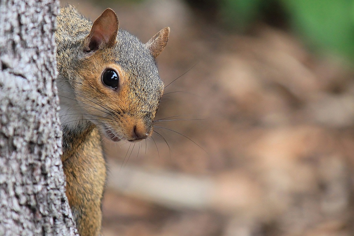 Scoiattolo curioso