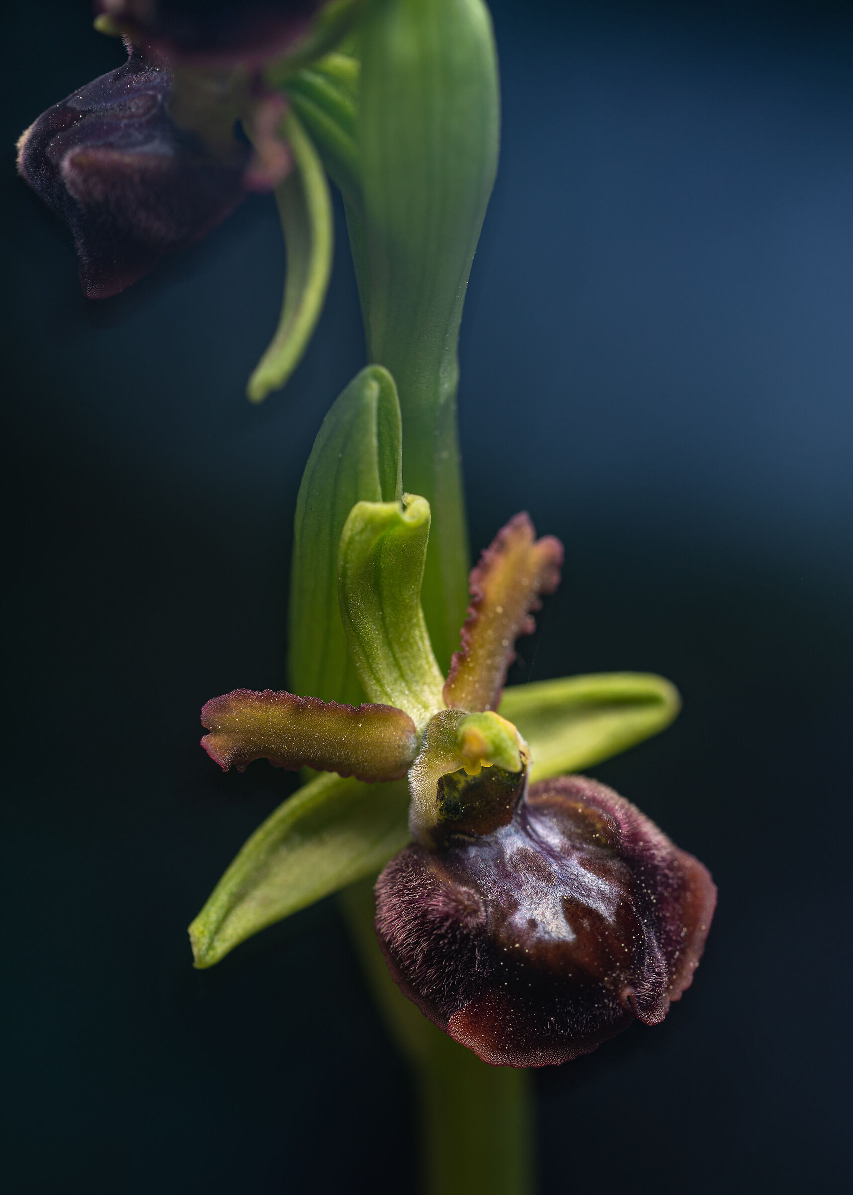 Ophrys cf. passionis property