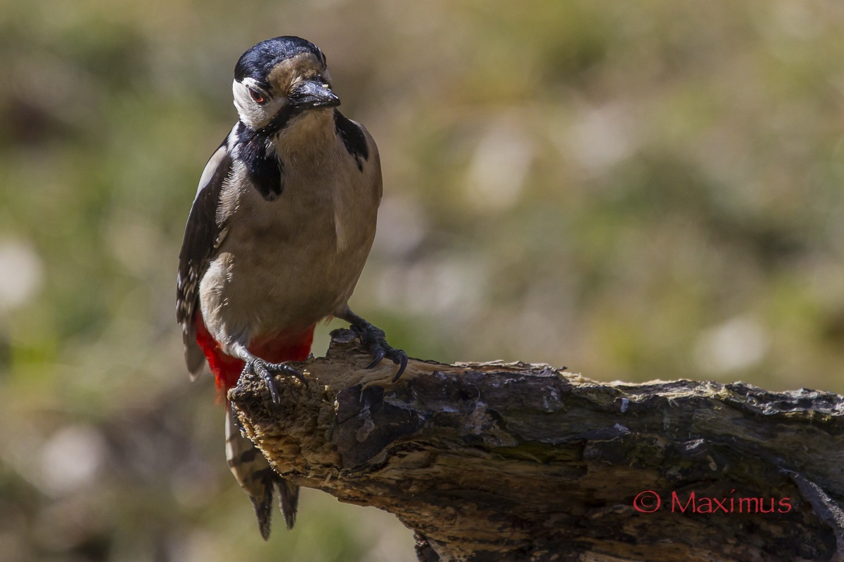 ... Tea ci guarda ..