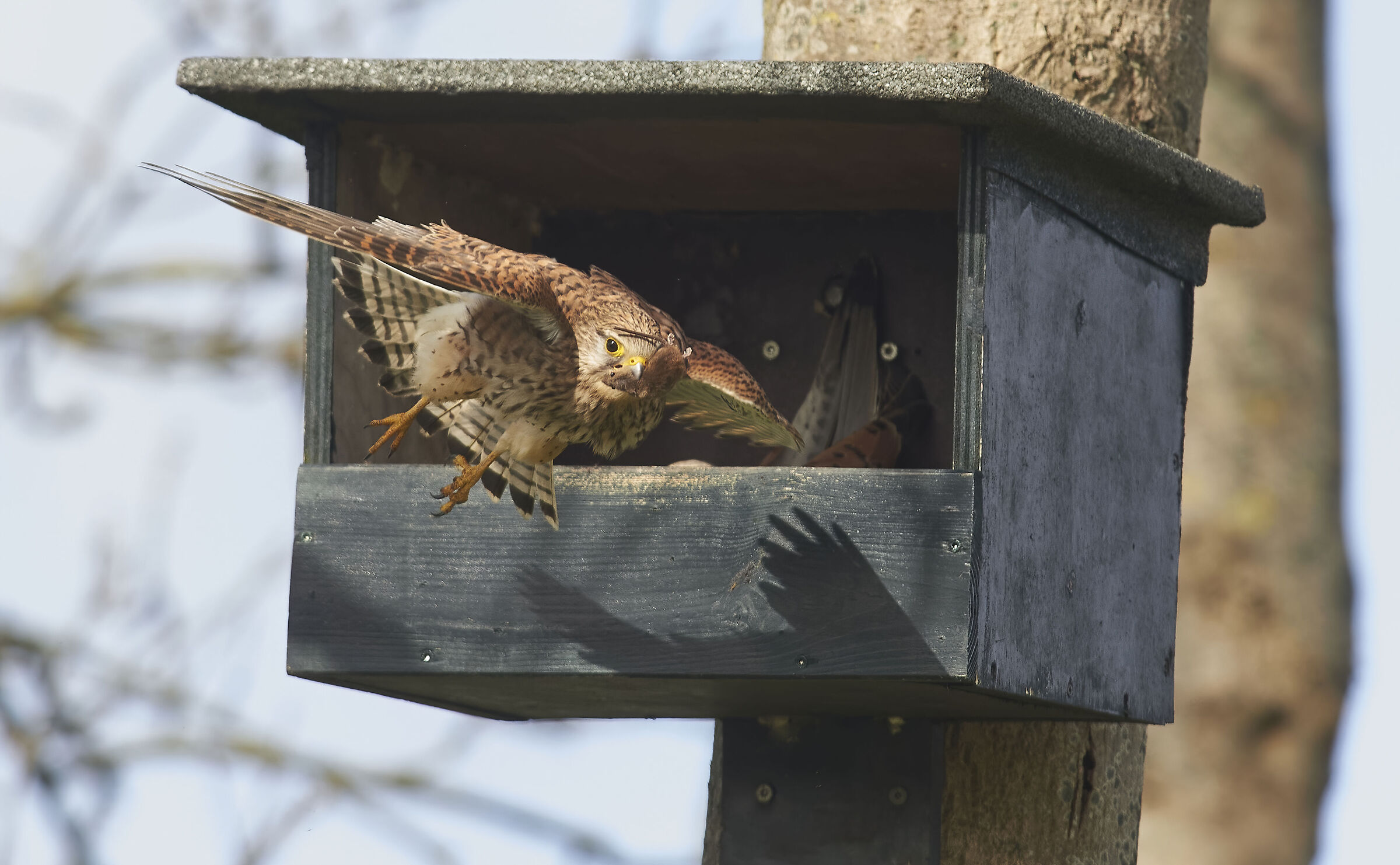 Gheppio europeo e topo