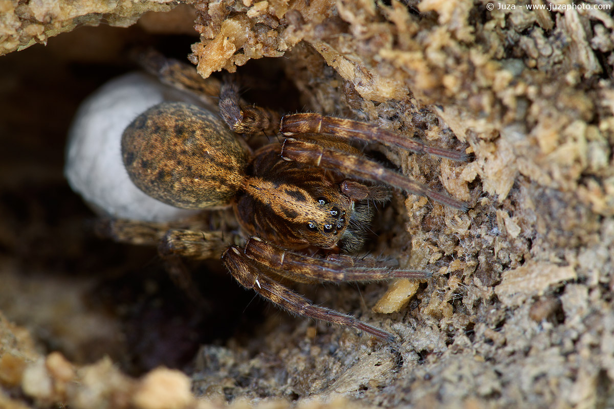 Trochosa terricola, 12149