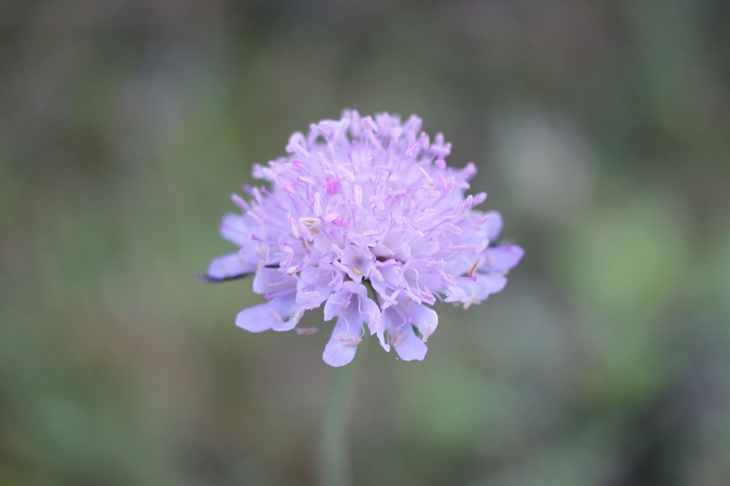 Purple flower