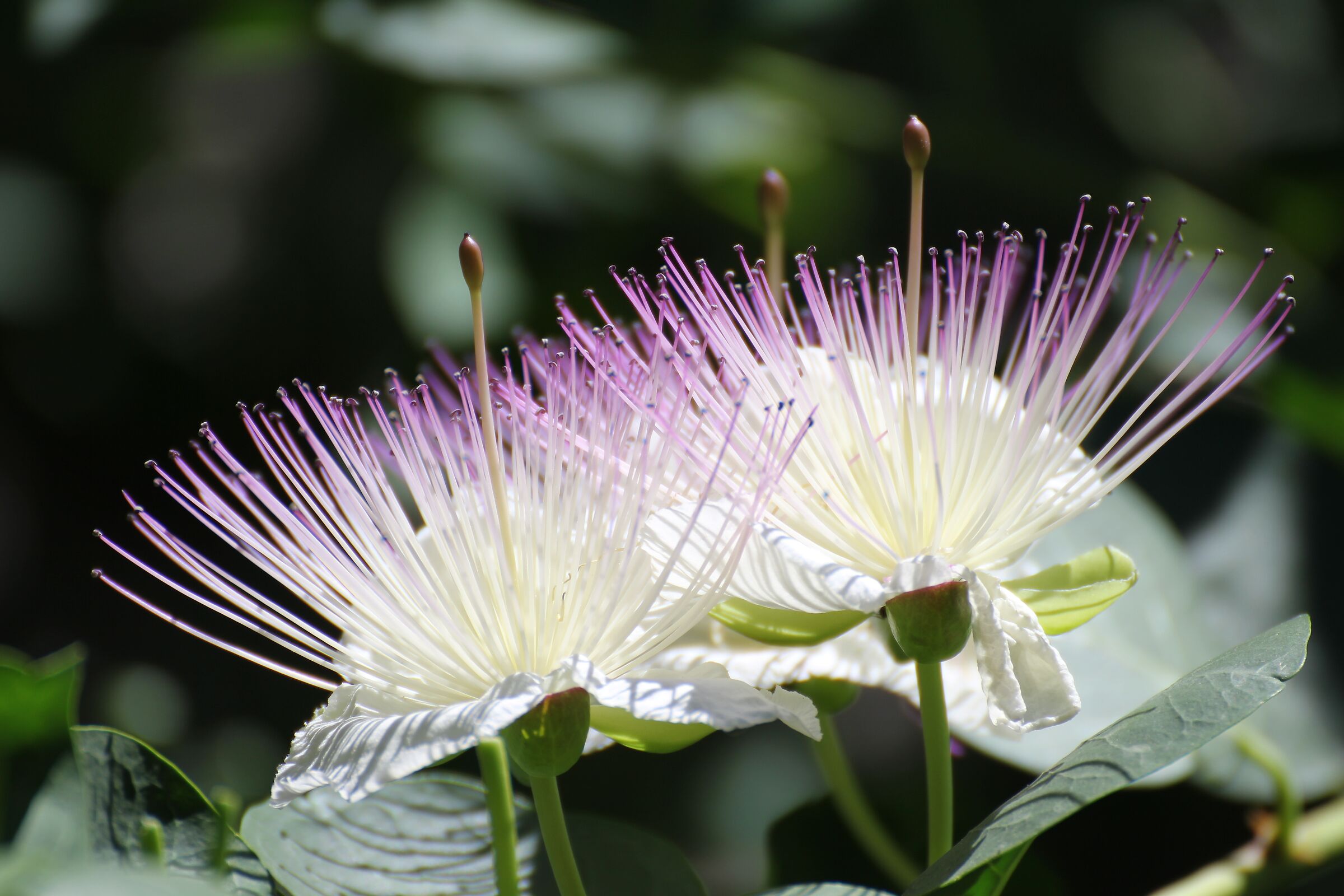 Caper flowers