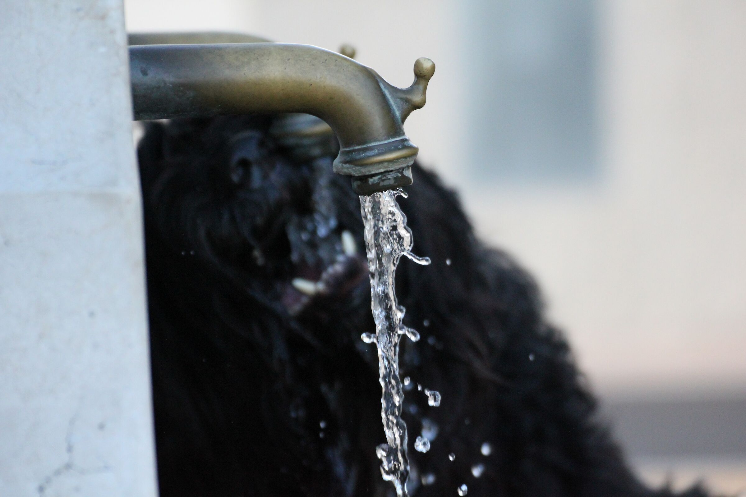 A beautiful dog that drinks