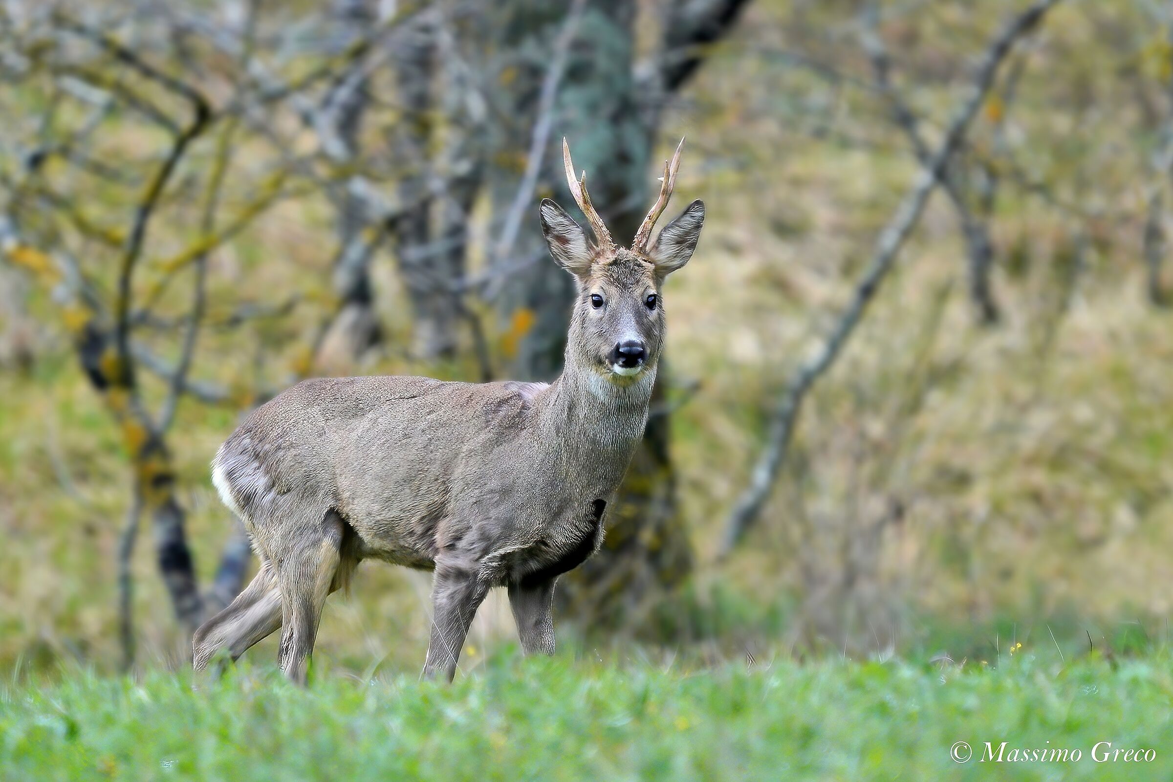 Roe deer (Capreolus capreolus)