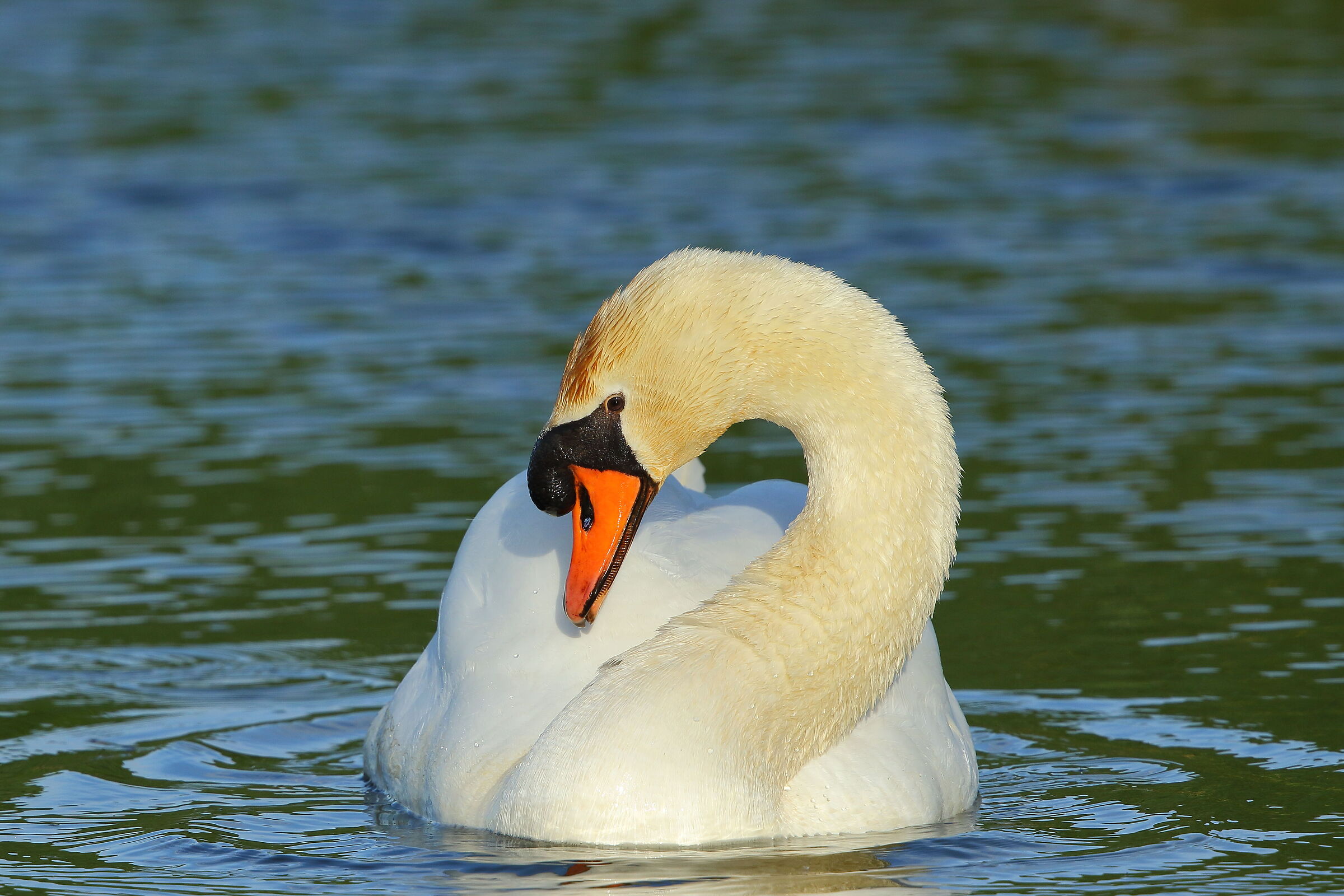 mute swan
