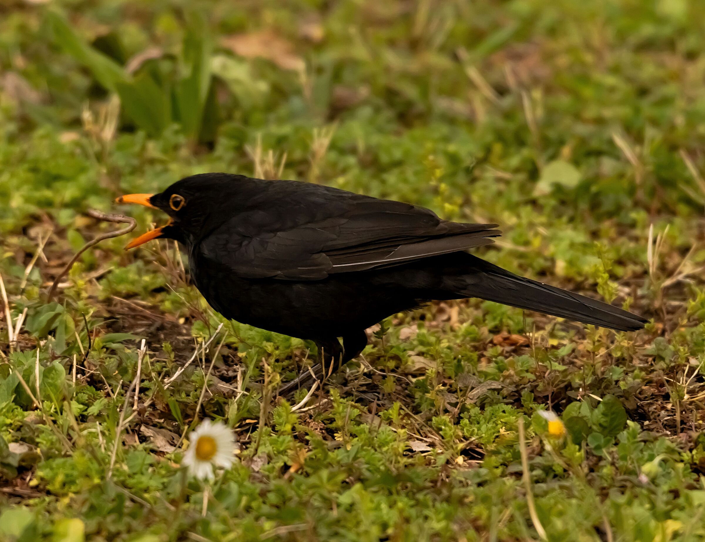 Male blackfier while hunting the worm 13/04/2021