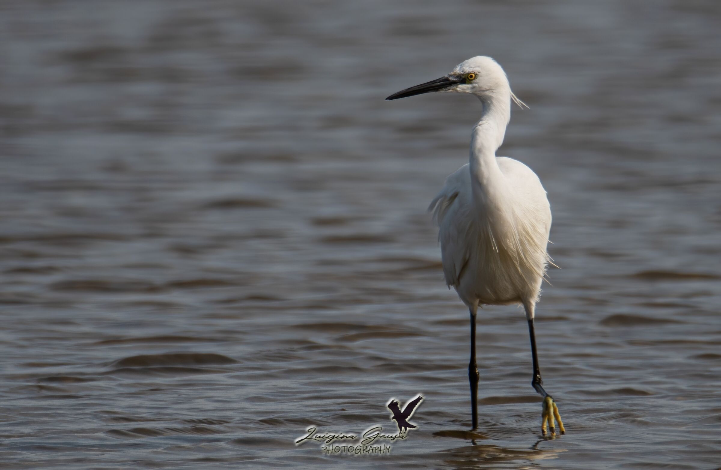 Egret egret