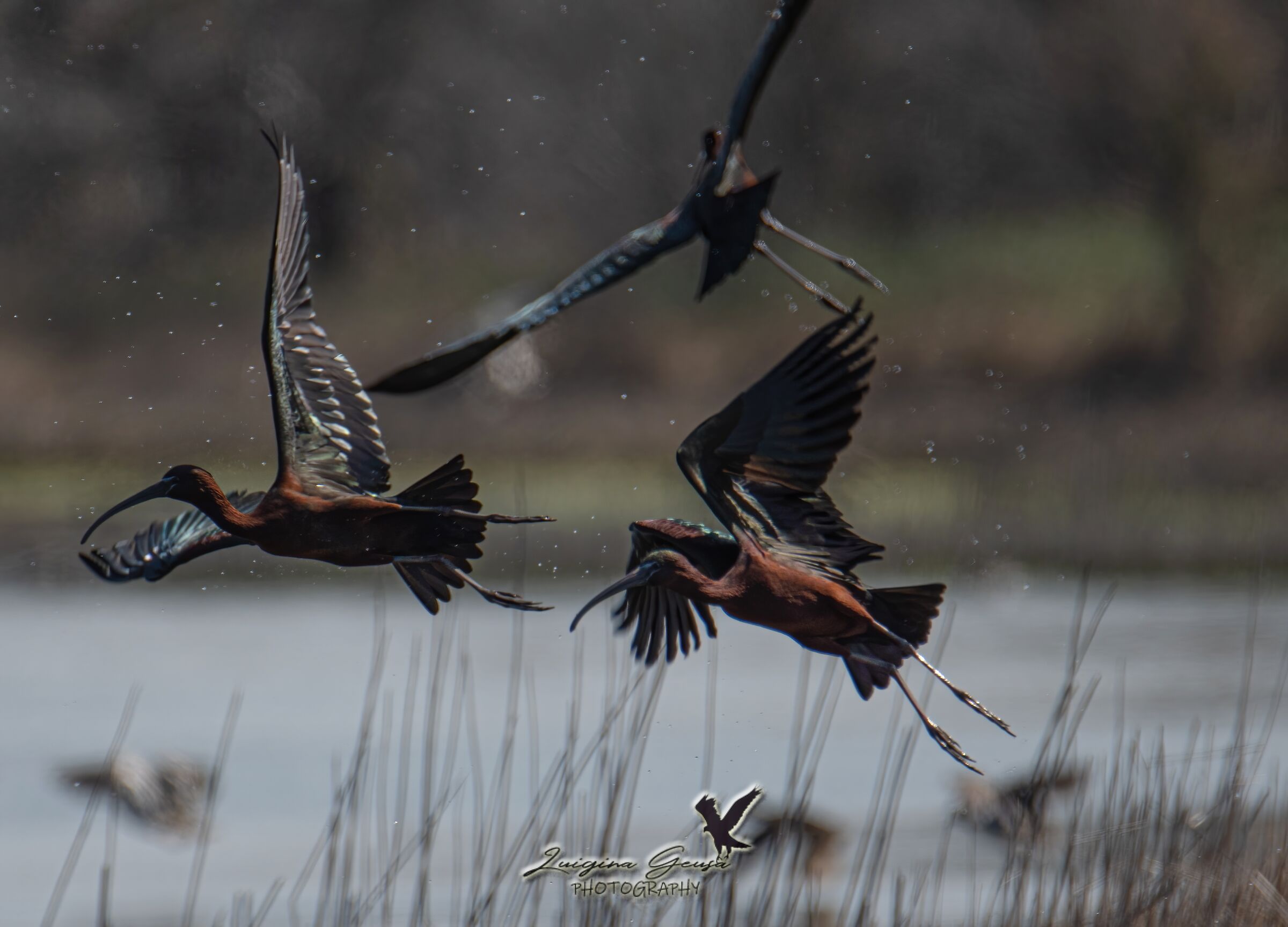 Mignattai in flight