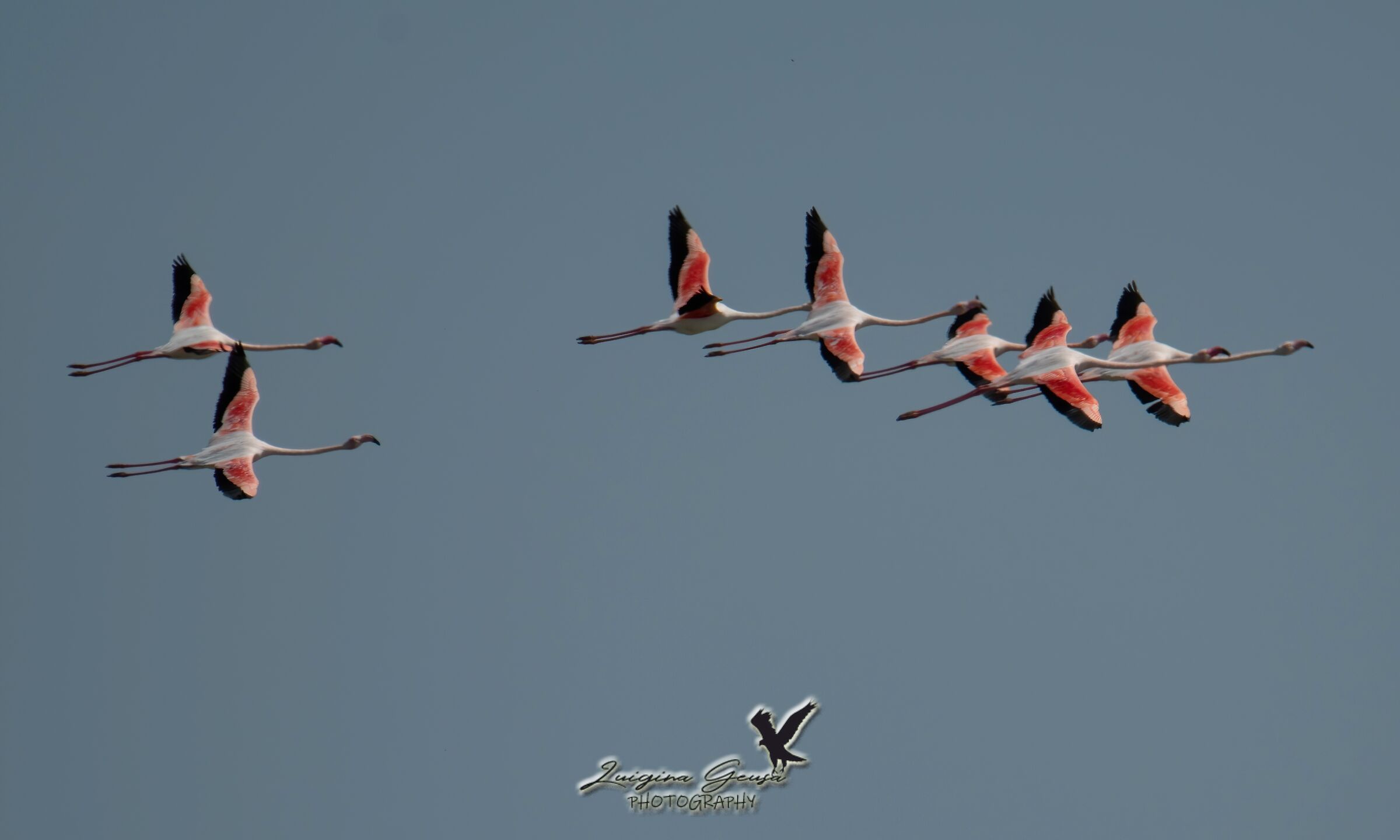 Flamingos