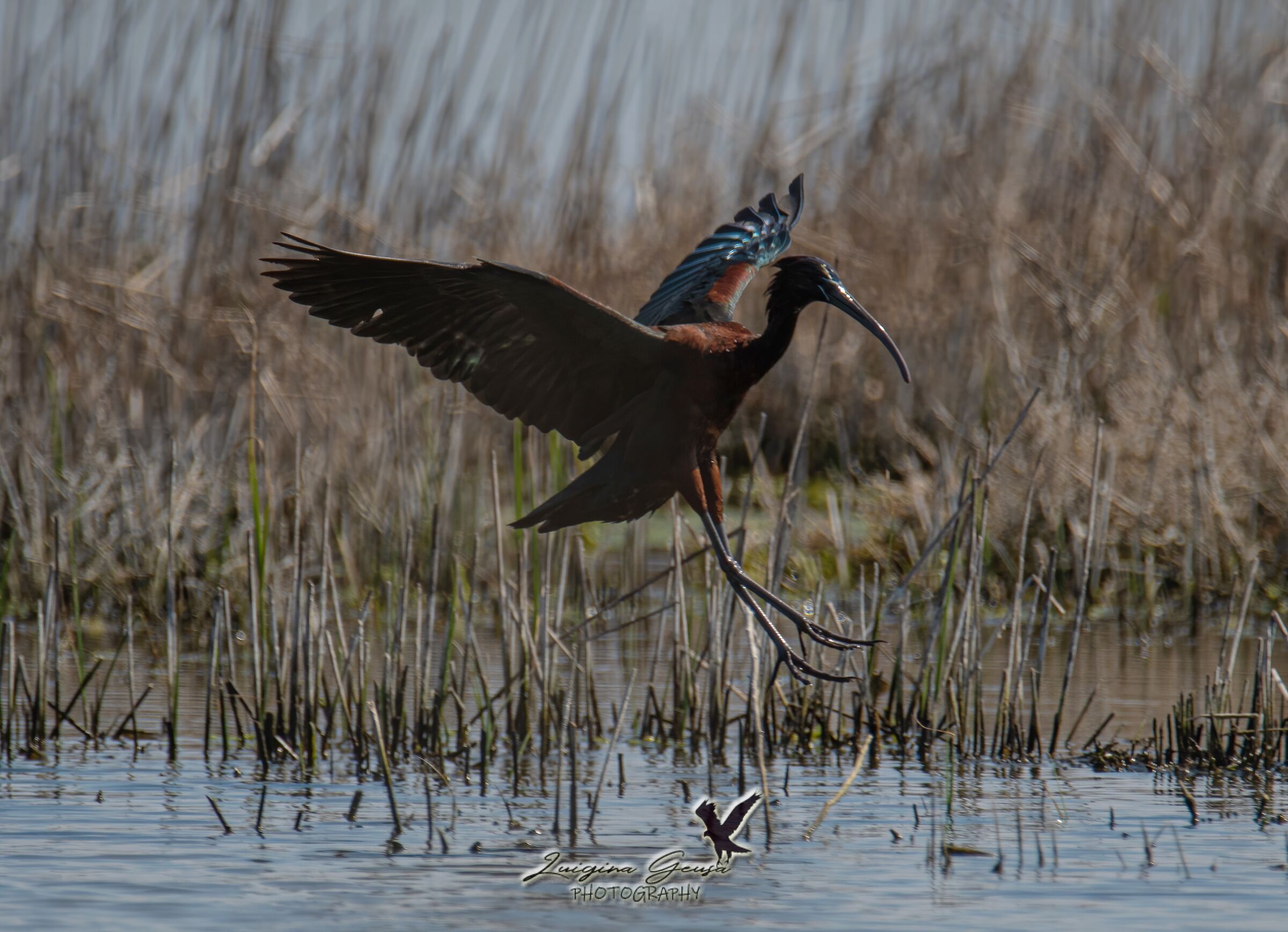 glossy ibis
