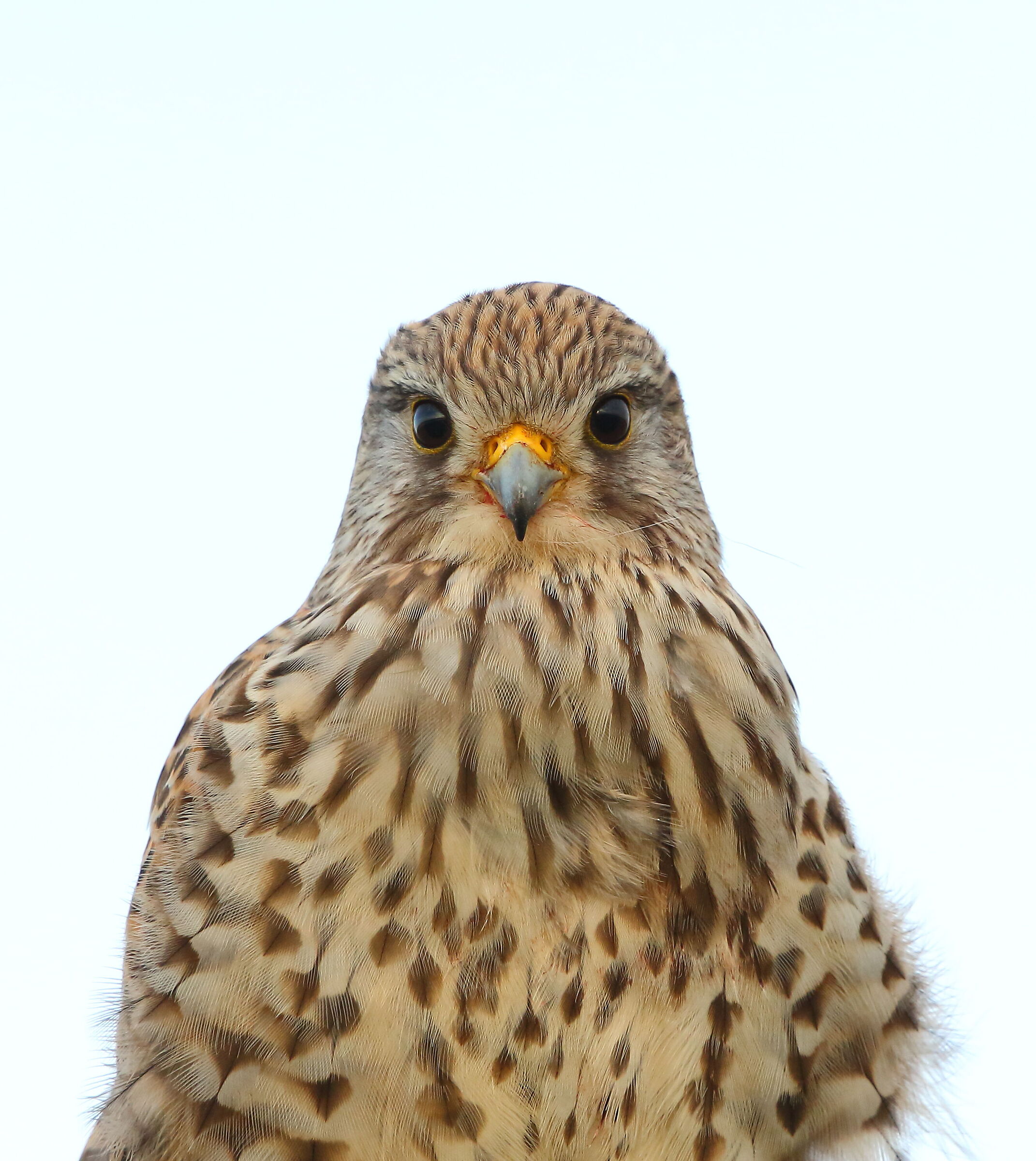 kestrel