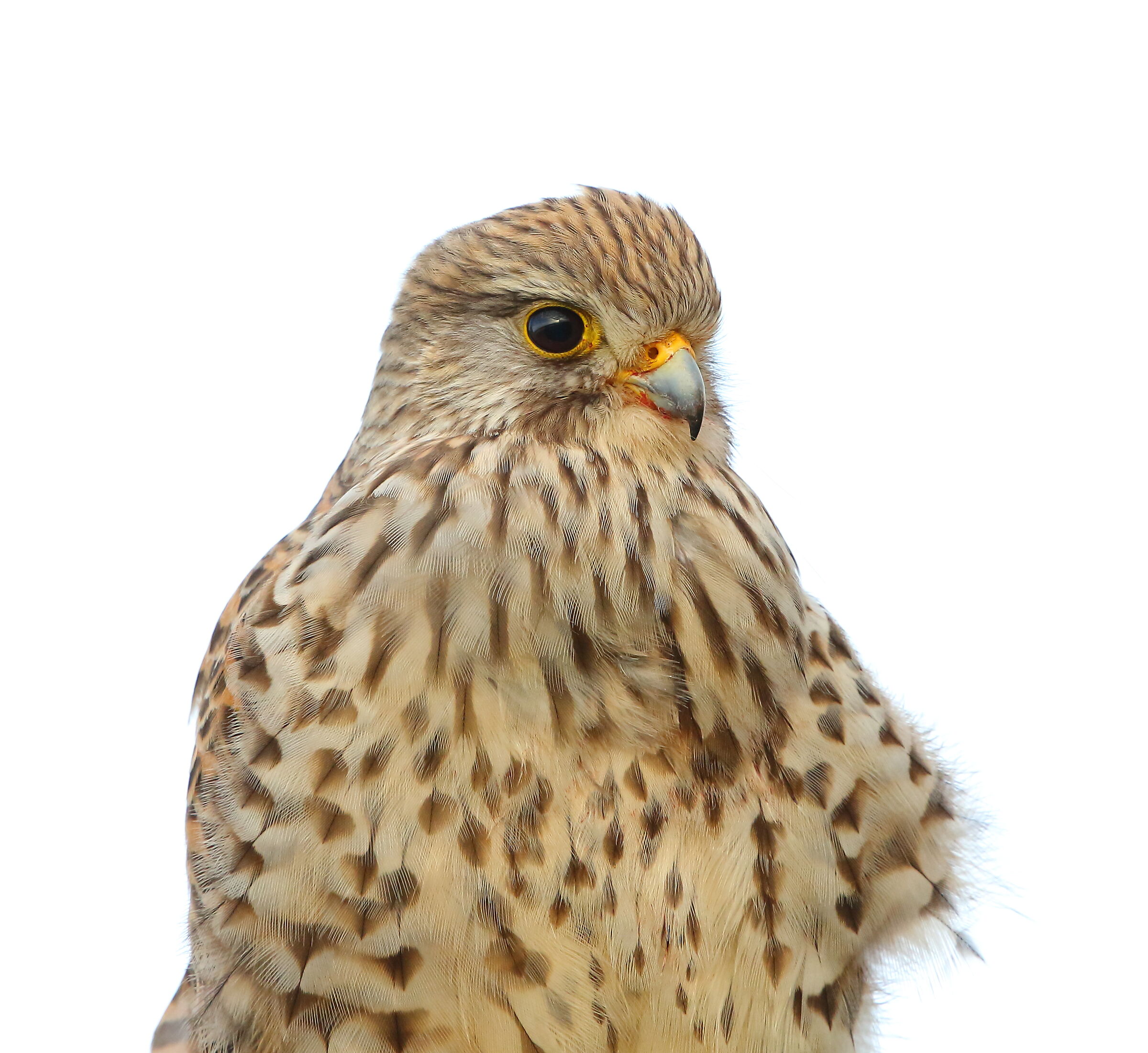kestrel
