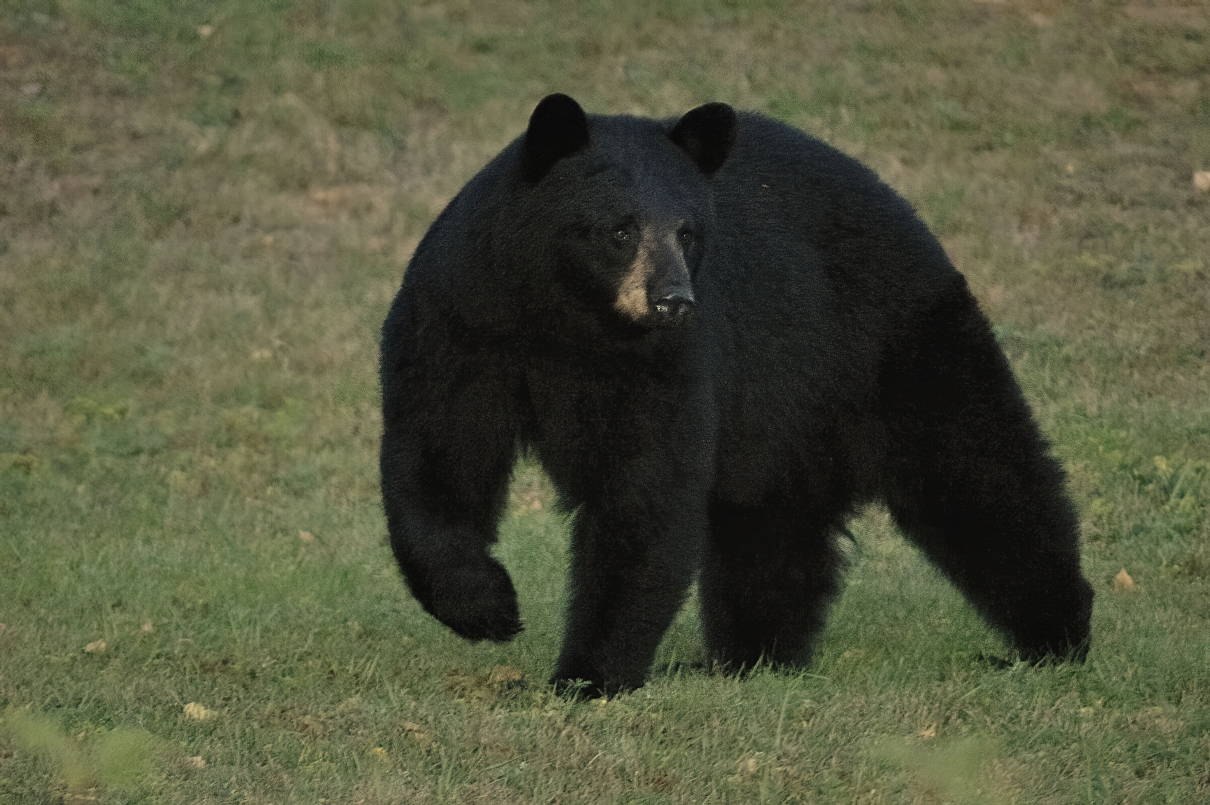 black bear