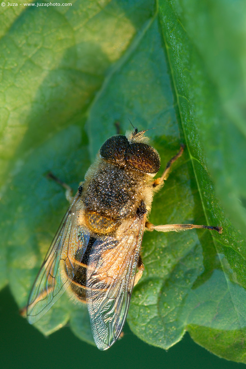 Volucella zonaria, 012150