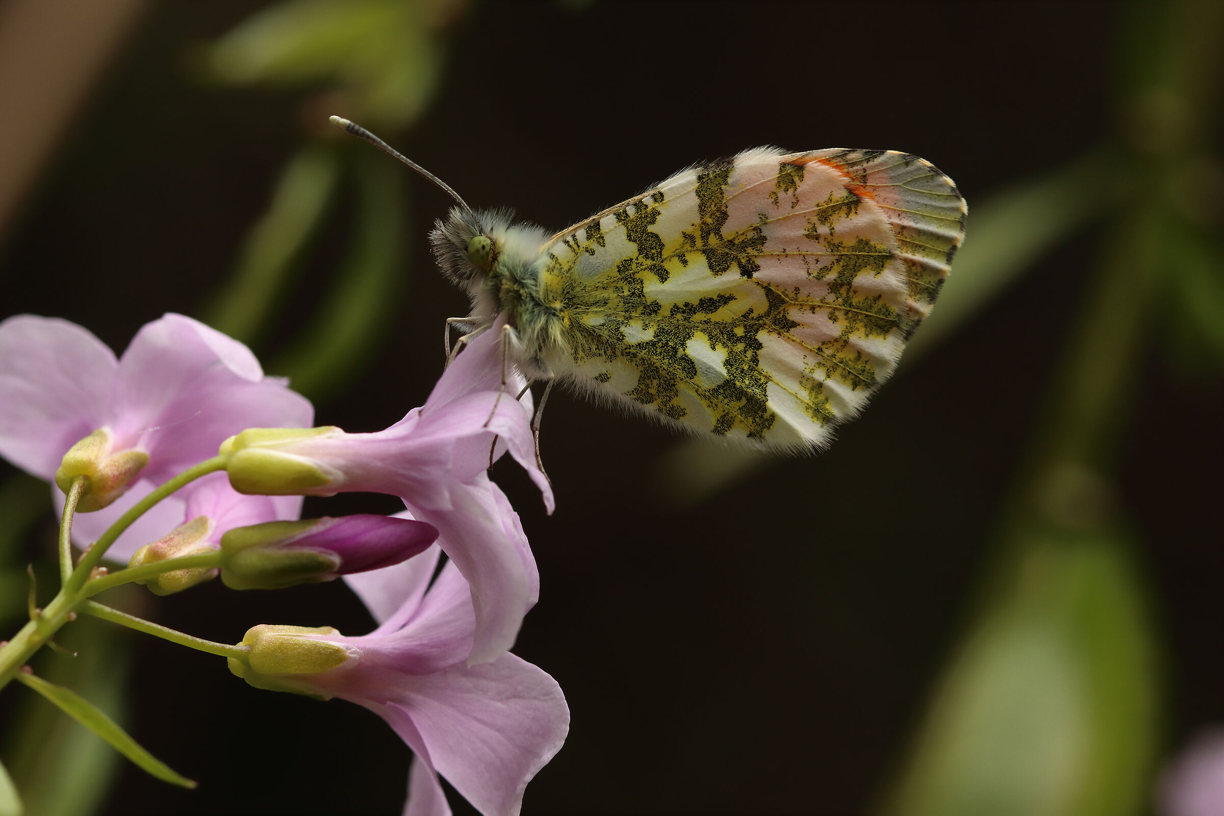 la mia prima farfalla